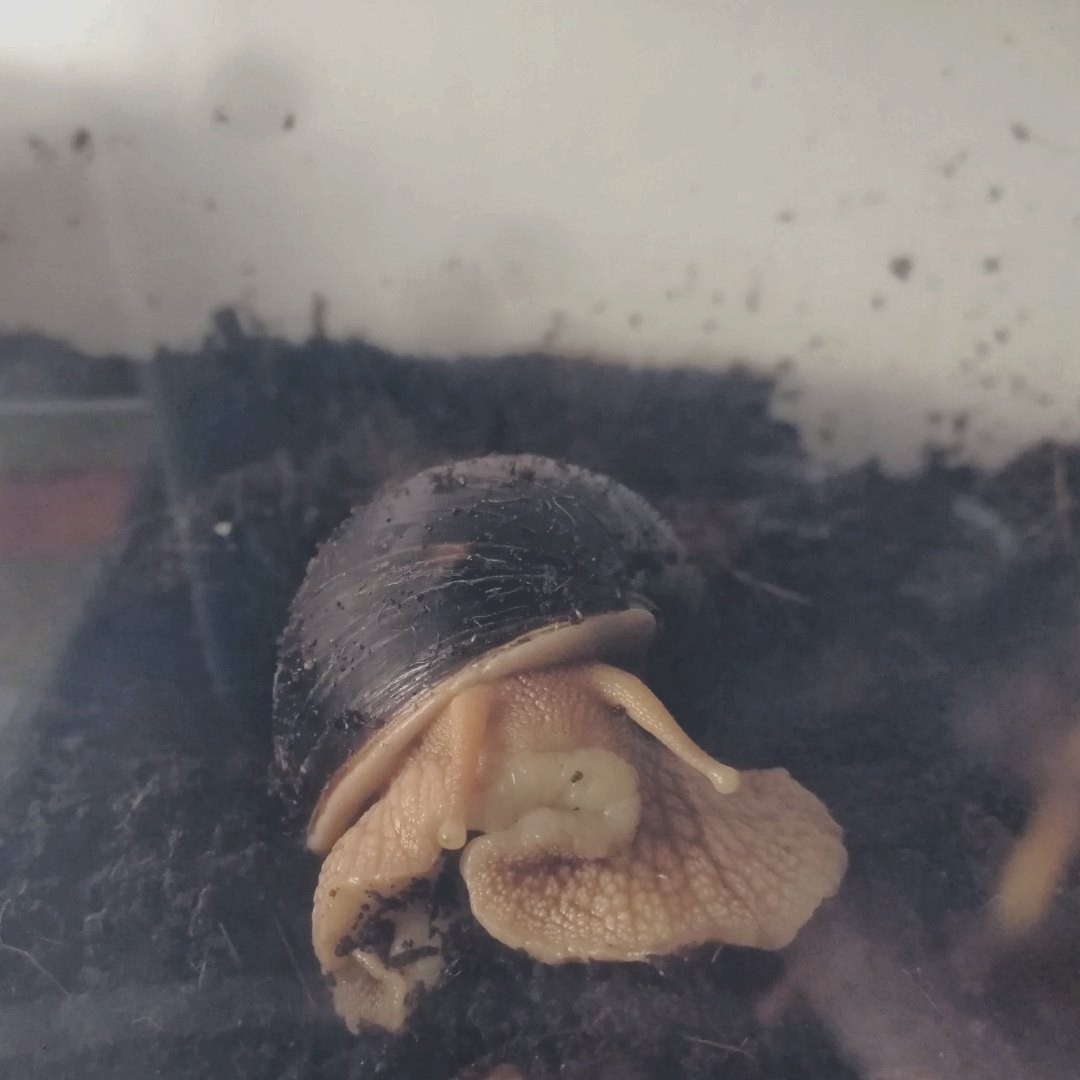 Sad - My, Snail, Achatina, Sadness, Pets