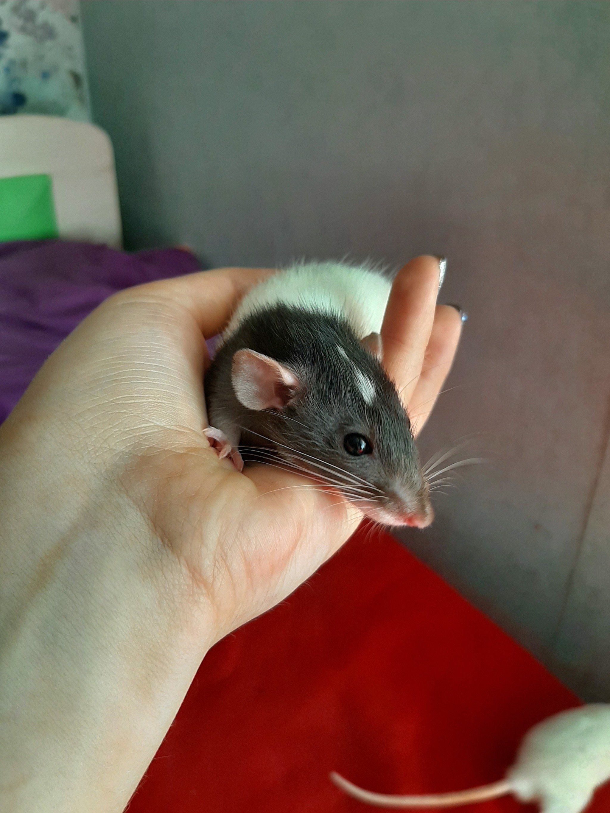 Rats are looking for new moms and dads - My, Decorative rats, Longpost, Rat, Pets, In good hands, No rating