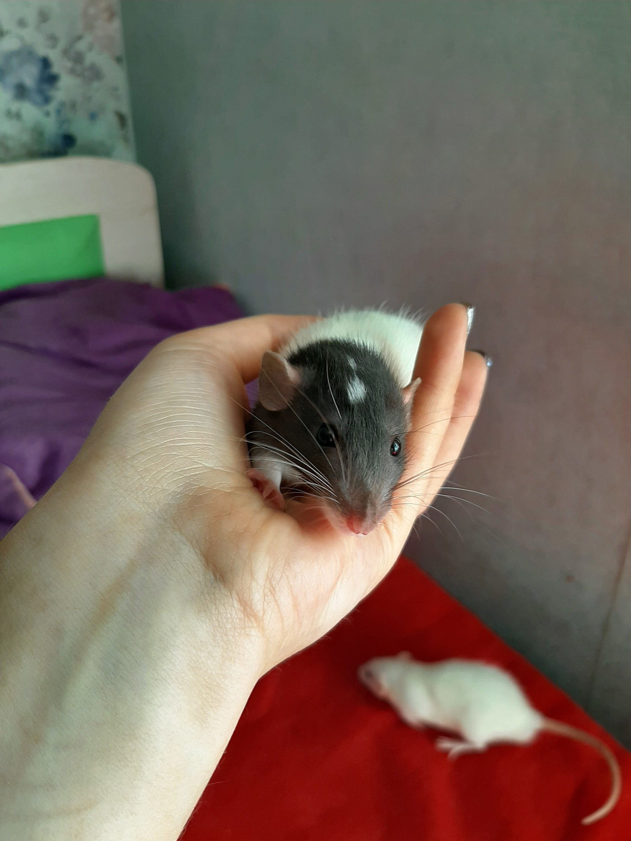 Rats are looking for new moms and dads - My, Decorative rats, Longpost, Rat, Pets, In good hands, No rating