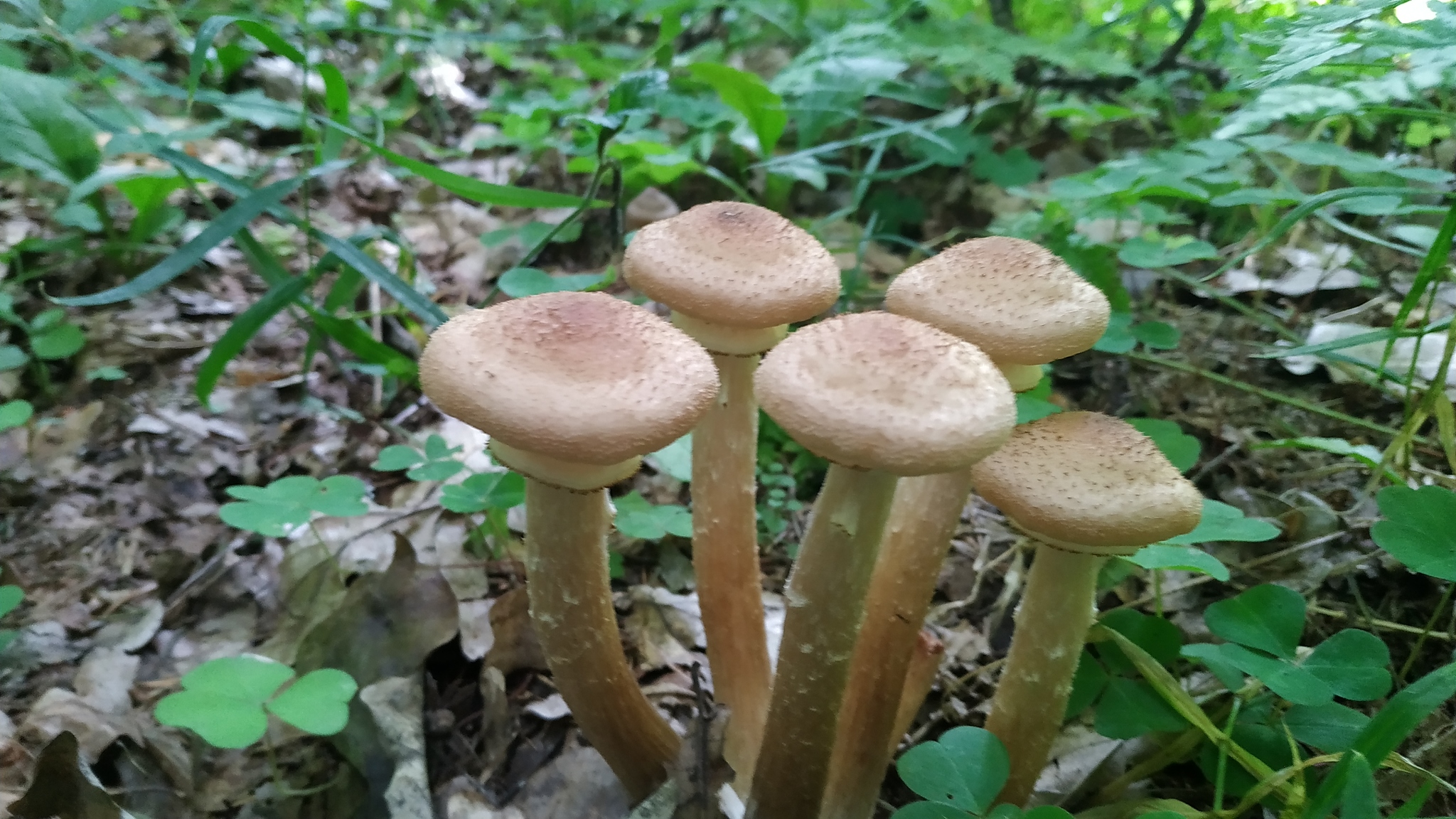 mushroom soup - My, Recipe, Soup, Longpost