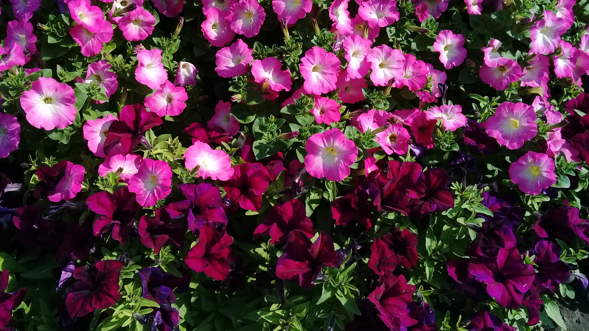 Цвета цветов | Пикабу