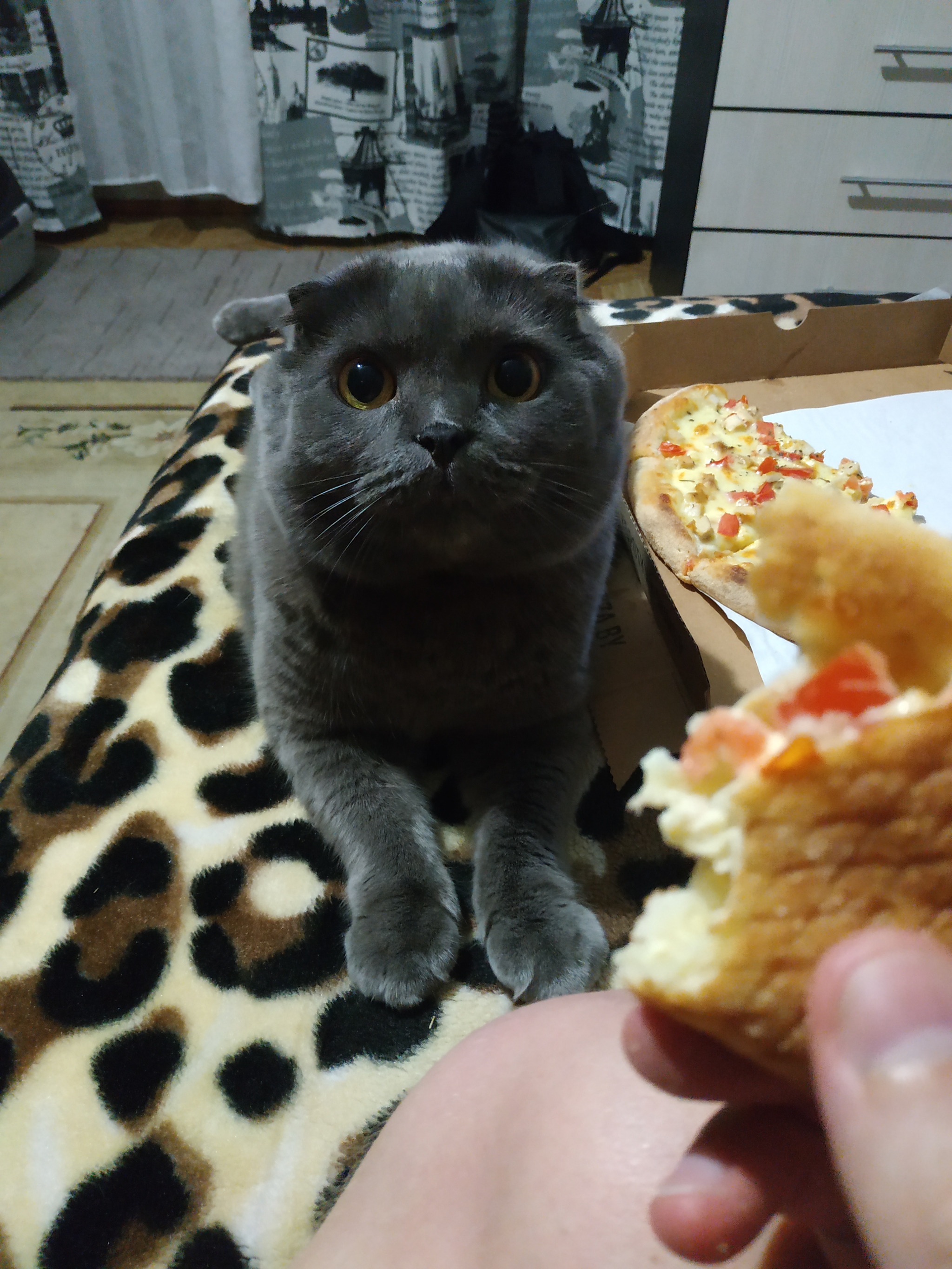 Nuu give - My, cat, Pizza, The photo