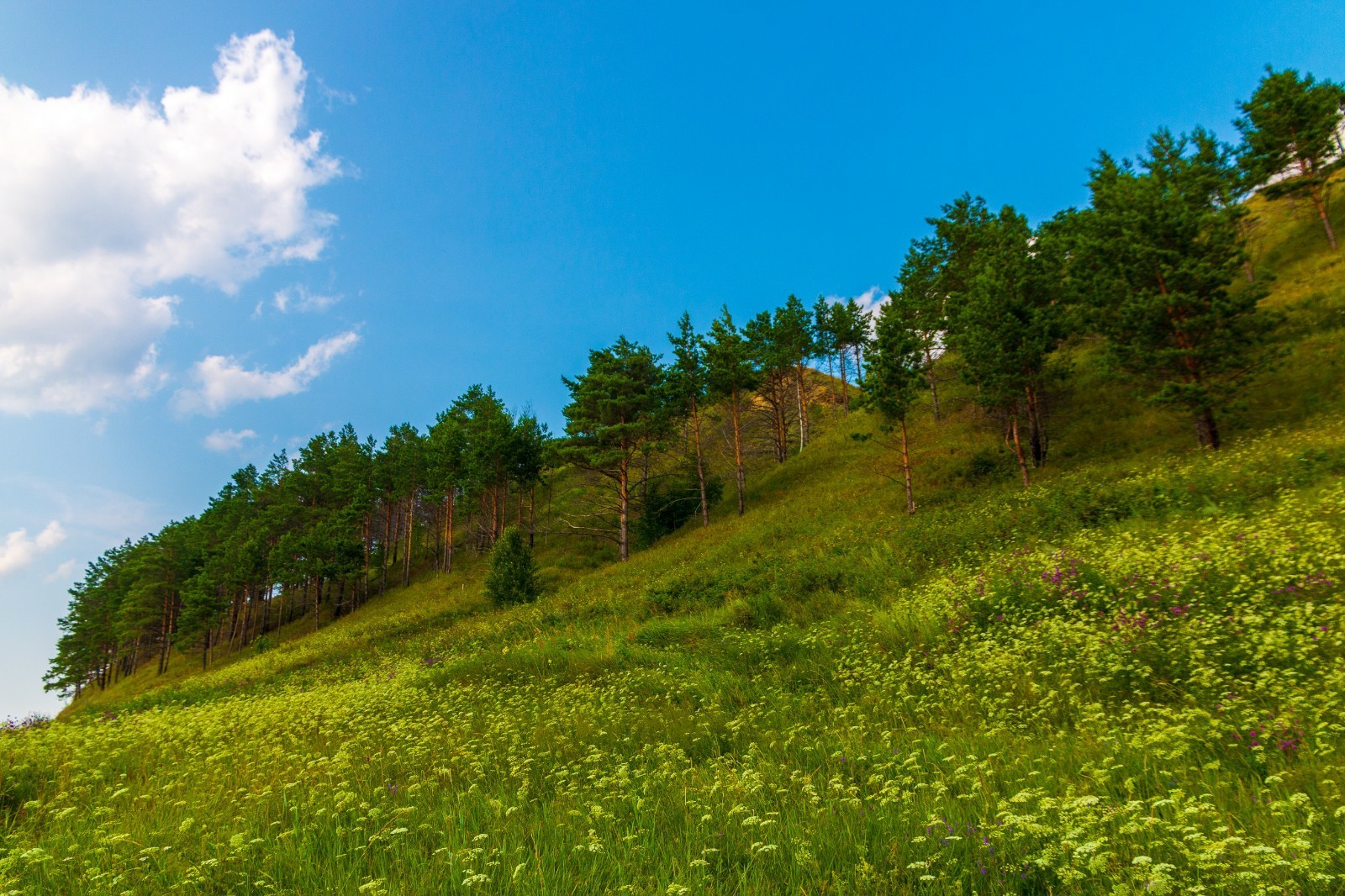 Colors of outgoing July. - My, Beginning photographer, I want criticism, Abalak, Landscape, Nature, Longpost