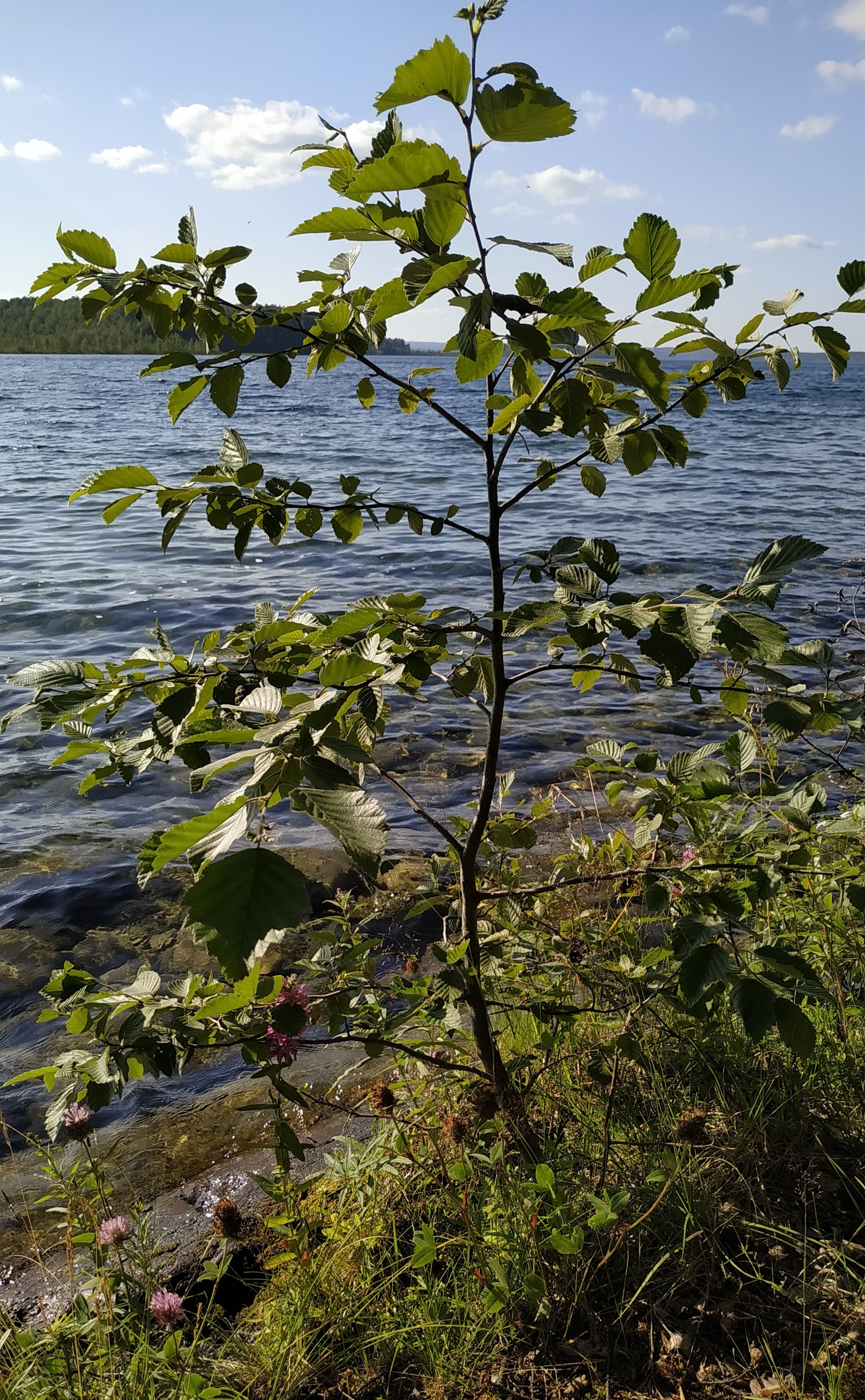 Летние зарисовки - Моё, Карелия, Озеро, Природа, Красота природы, Лето, Длиннопост