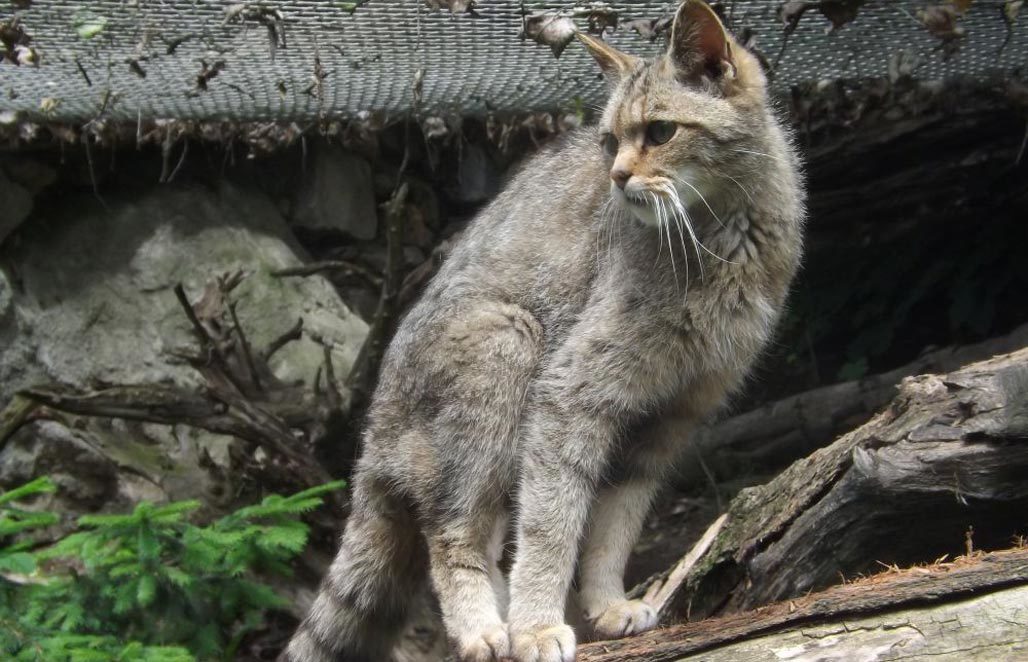 Gobi gray cat - cat, Catomafia, The photo, Chinese cat, Longpost