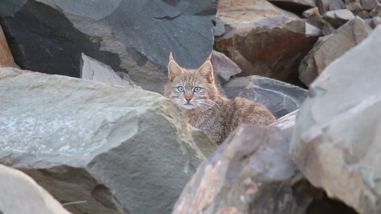 Gobi gray cat - cat, Catomafia, The photo, Chinese cat, Longpost