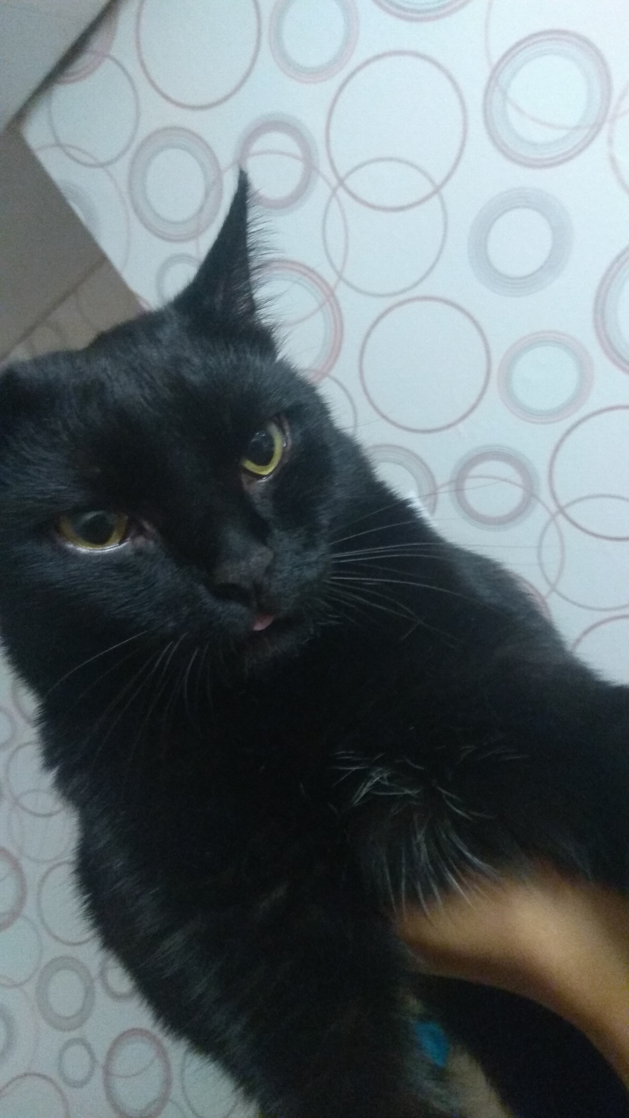 Idiot cat))) - My, Black cat, cat, Catomafia, Handsome men, Longpost