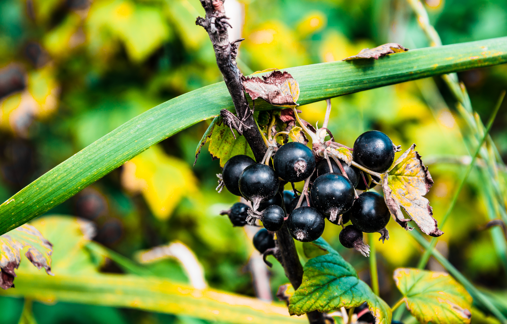 Gifts of summer - My, The photo, Macro photography, Berries, Apples, Nature, Longpost