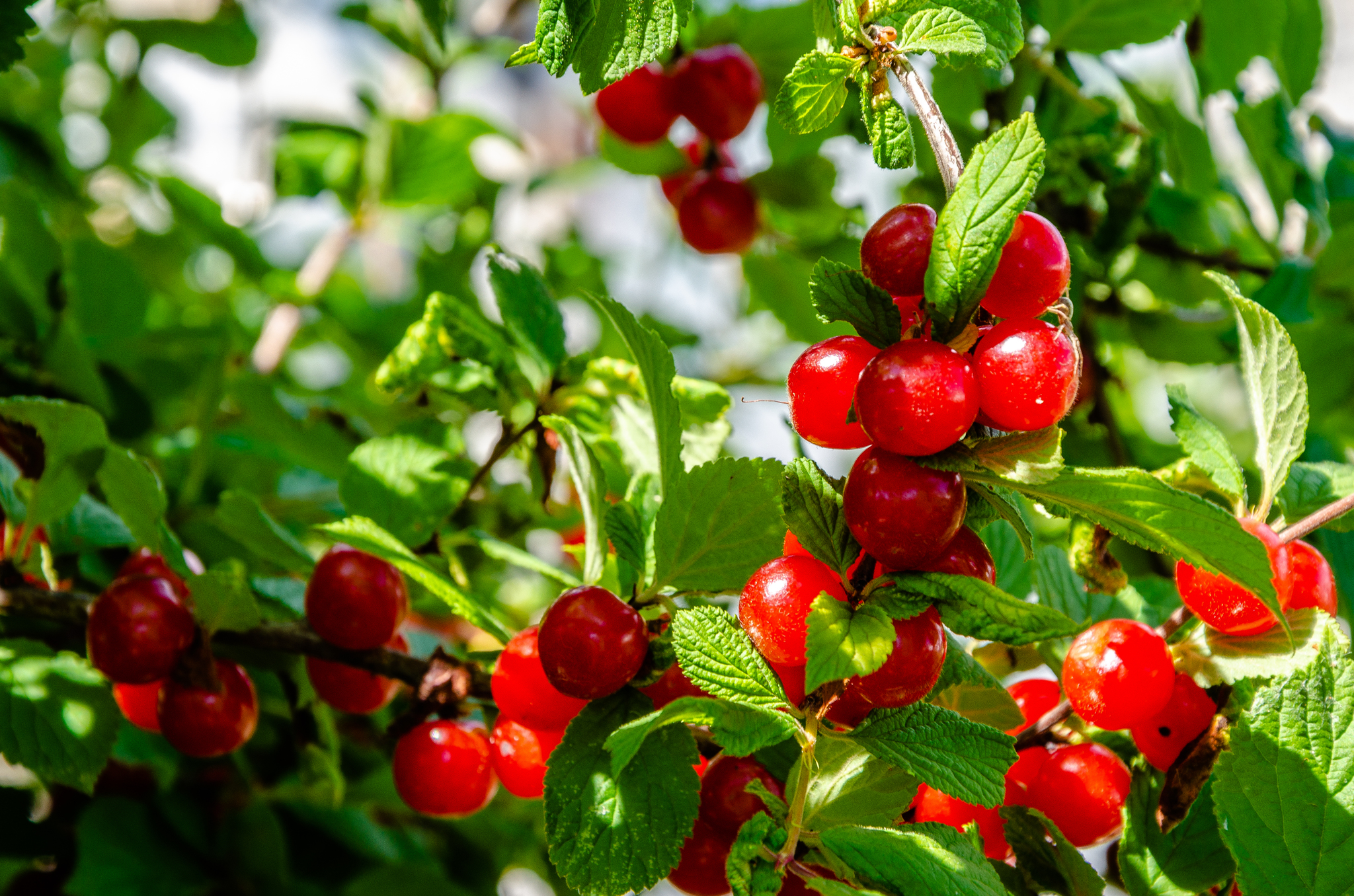 Gifts of summer - My, The photo, Macro photography, Berries, Apples, Nature, Longpost