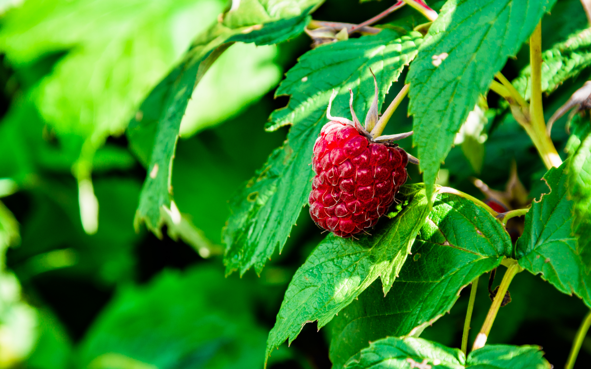 Gifts of summer - My, The photo, Macro photography, Berries, Apples, Nature, Longpost