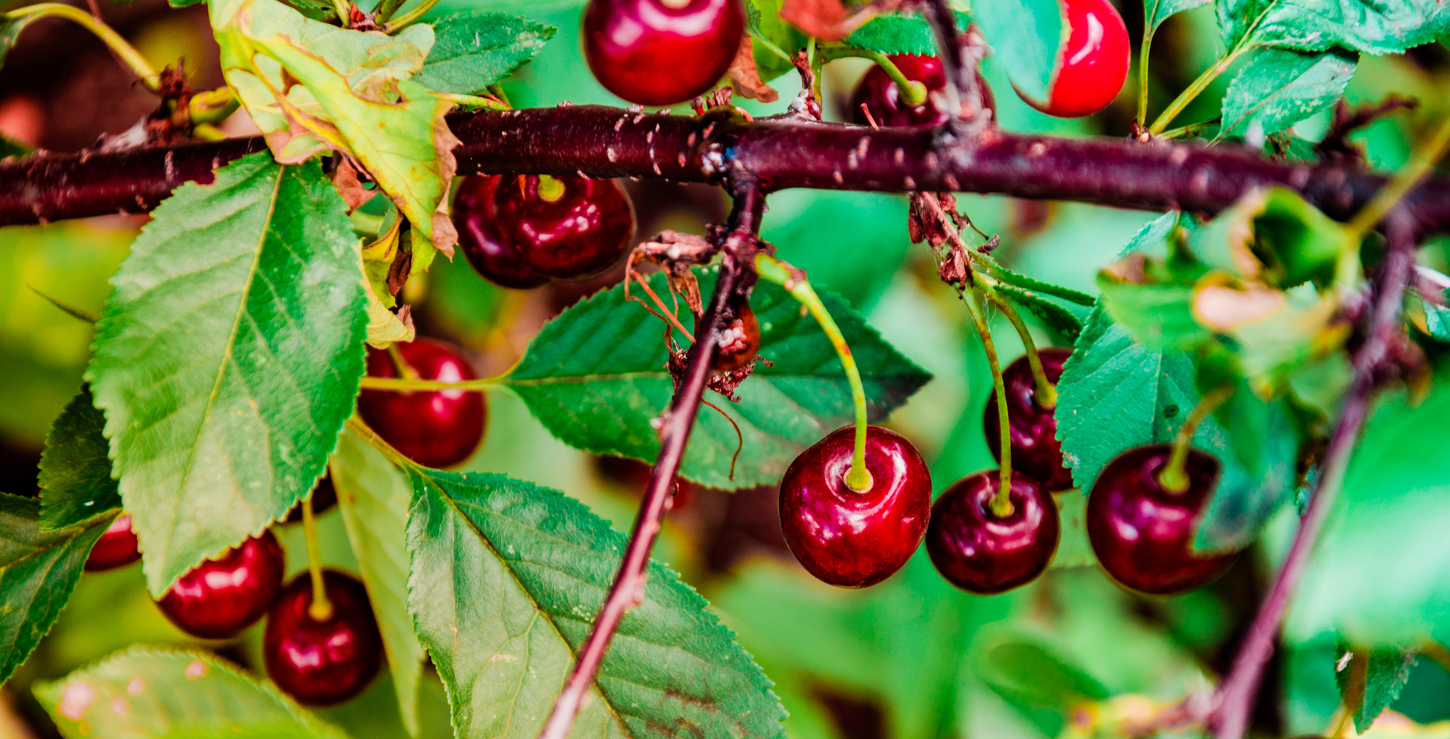 Gifts of summer part -2 - My, The photo, Landscape, Berries, Macro photography, Macro, Summer, Longpost