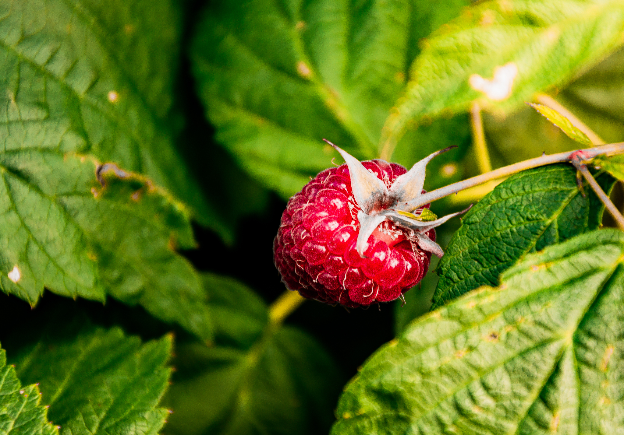 Gifts of summer part -2 - My, The photo, Landscape, Berries, Macro photography, Macro, Summer, Longpost