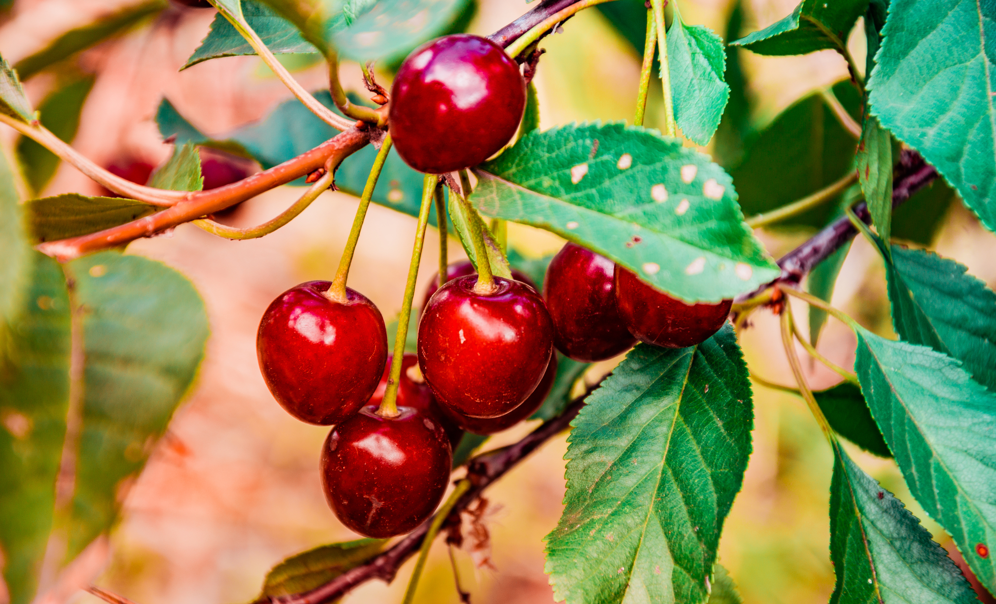 Gifts of summer part -2 - My, The photo, Landscape, Berries, Macro photography, Macro, Summer, Longpost