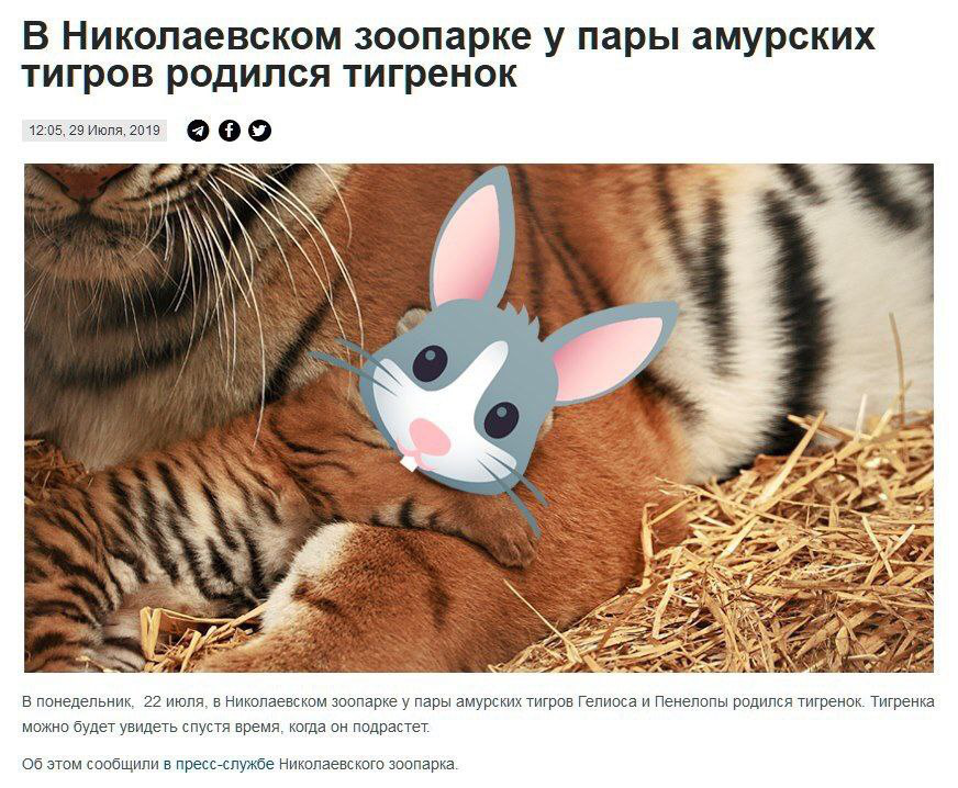 How to steal the soul of a tiger cub now? ( - Tiger, cat, Young, Kittens, Animals