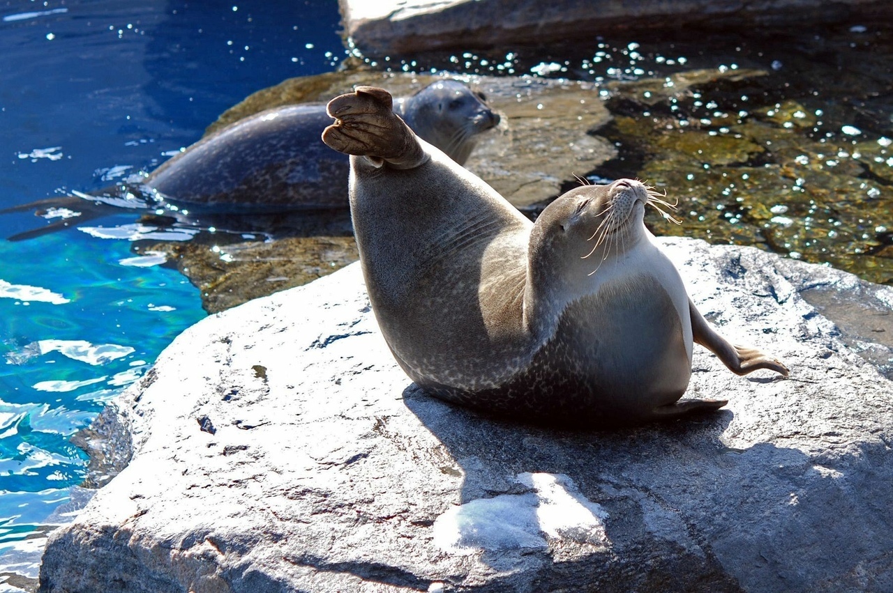 The most important thing I learned today is that sometimes seals stand in the banana pose. This happens when they are happy and safe. - Seal, Milota, Longpost, Animals, Wild animals, Humor