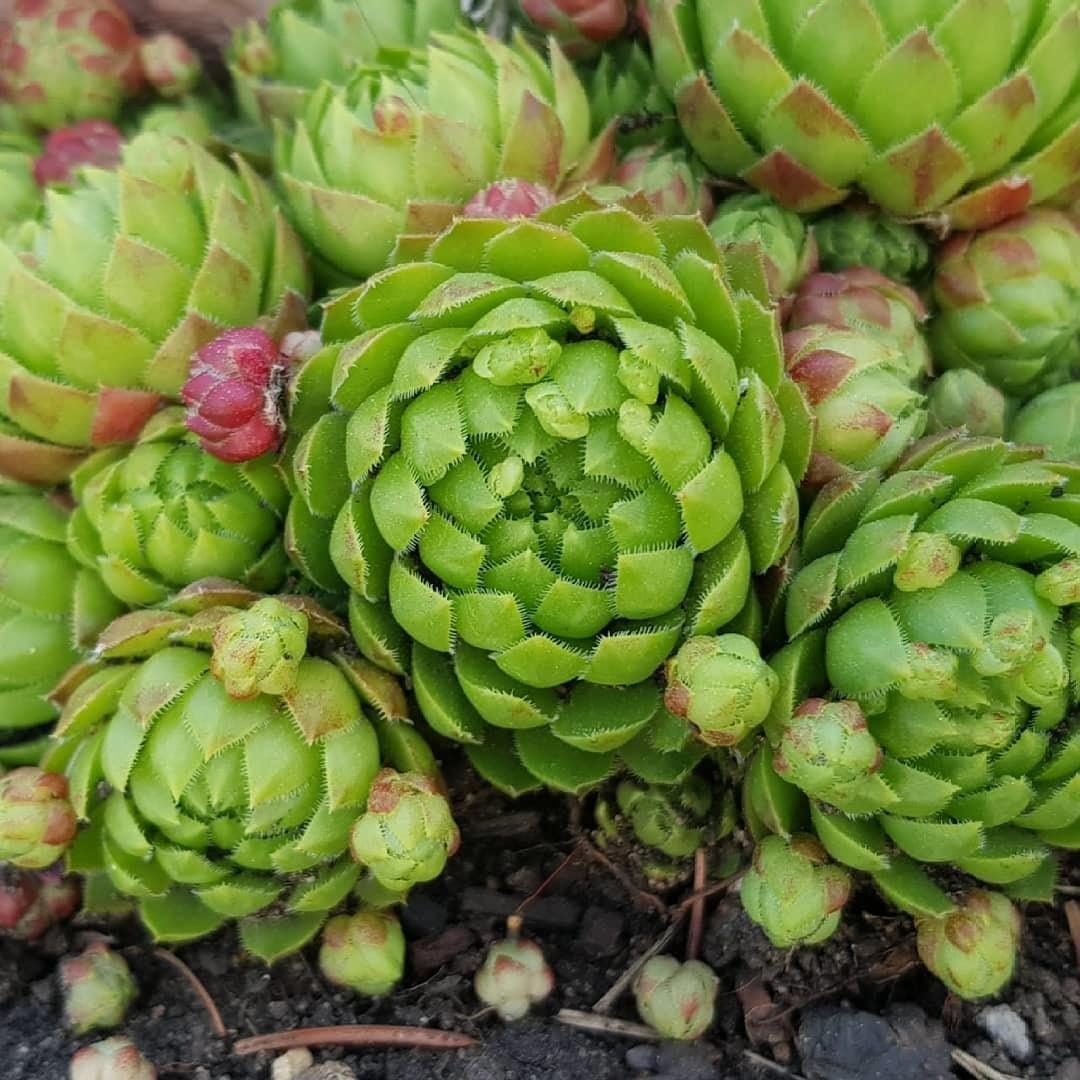 Fractal plants in the garden - My, Fractals, Plants, Garden, Flowers, beauty of nature, Longpost