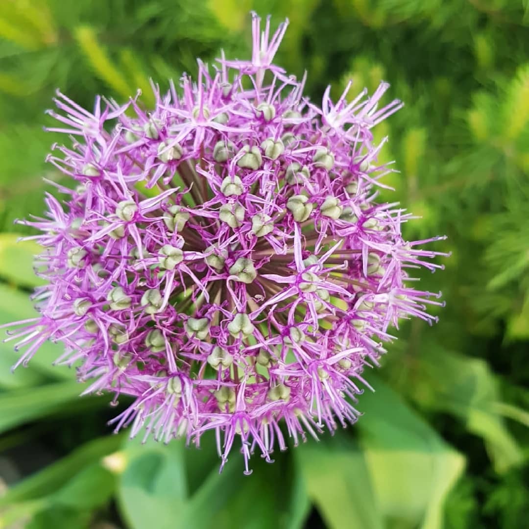 Fractal plants in the garden - My, Fractals, Plants, Garden, Flowers, beauty of nature, Longpost