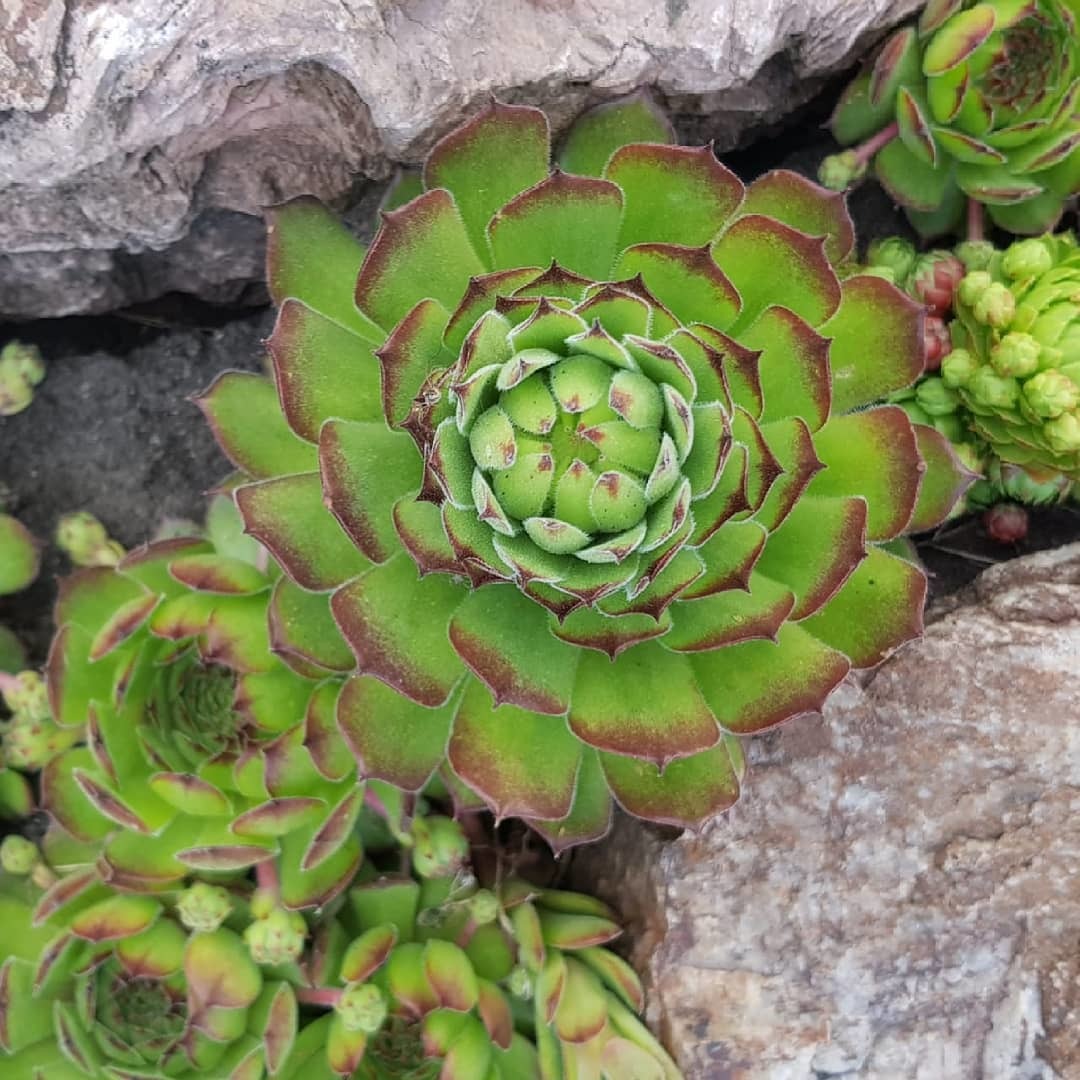 Fractal plants in the garden - My, Fractals, Plants, Garden, Flowers, beauty of nature, Longpost