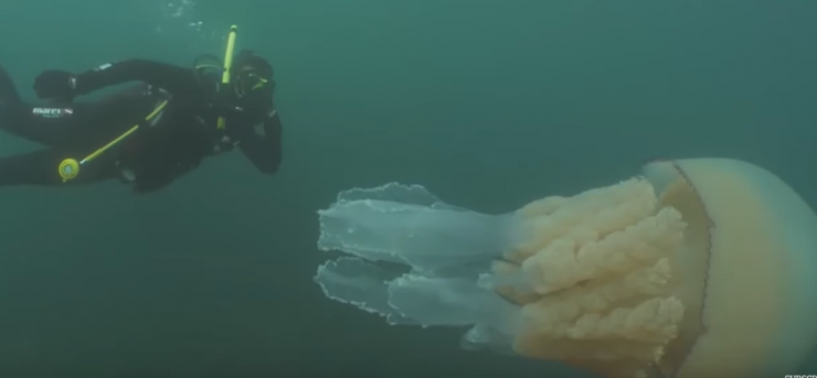 Little jellyfish... - Jellyfish, Ocean, Great Britain, Diver