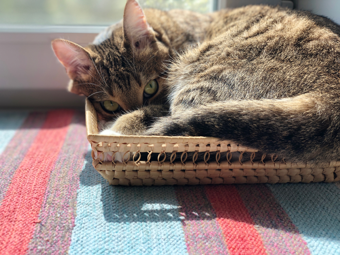 cat basket - My, cat, Good morning, The sun, Longpost