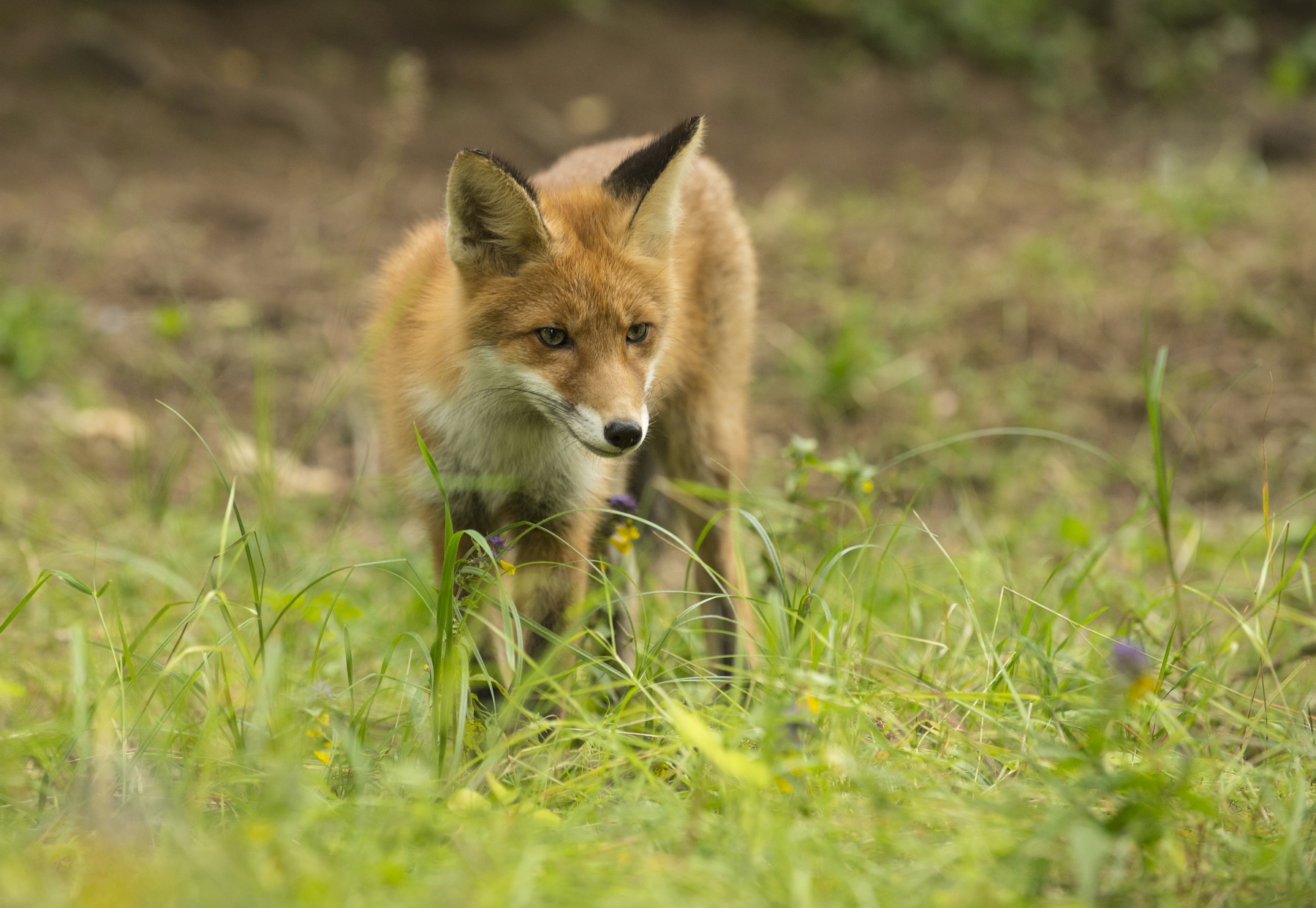 Photogenic redhead =) - Fox, The photo, Longpost