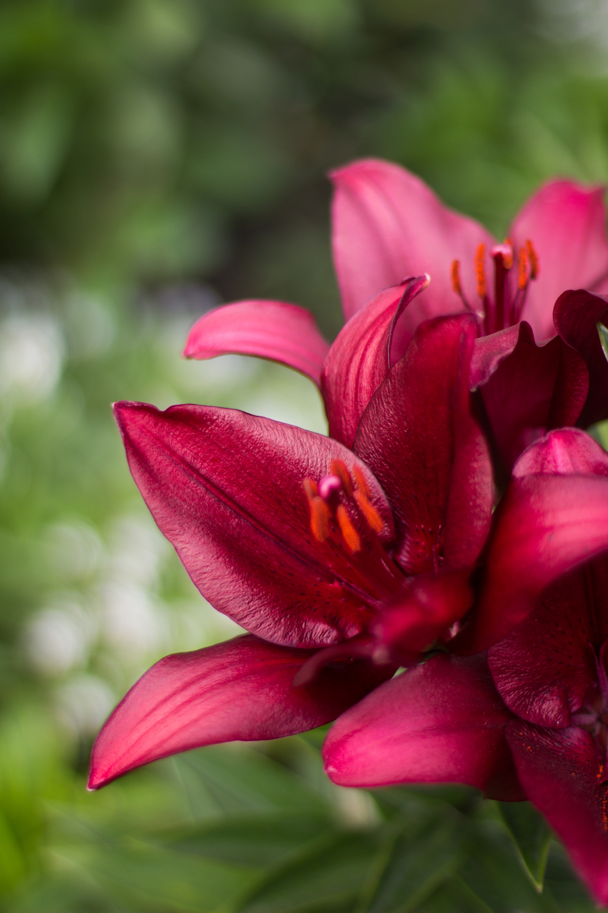 Summer 2019. Lilies. - My, The photo, Lily, Canon 600D, Flowers, Longpost