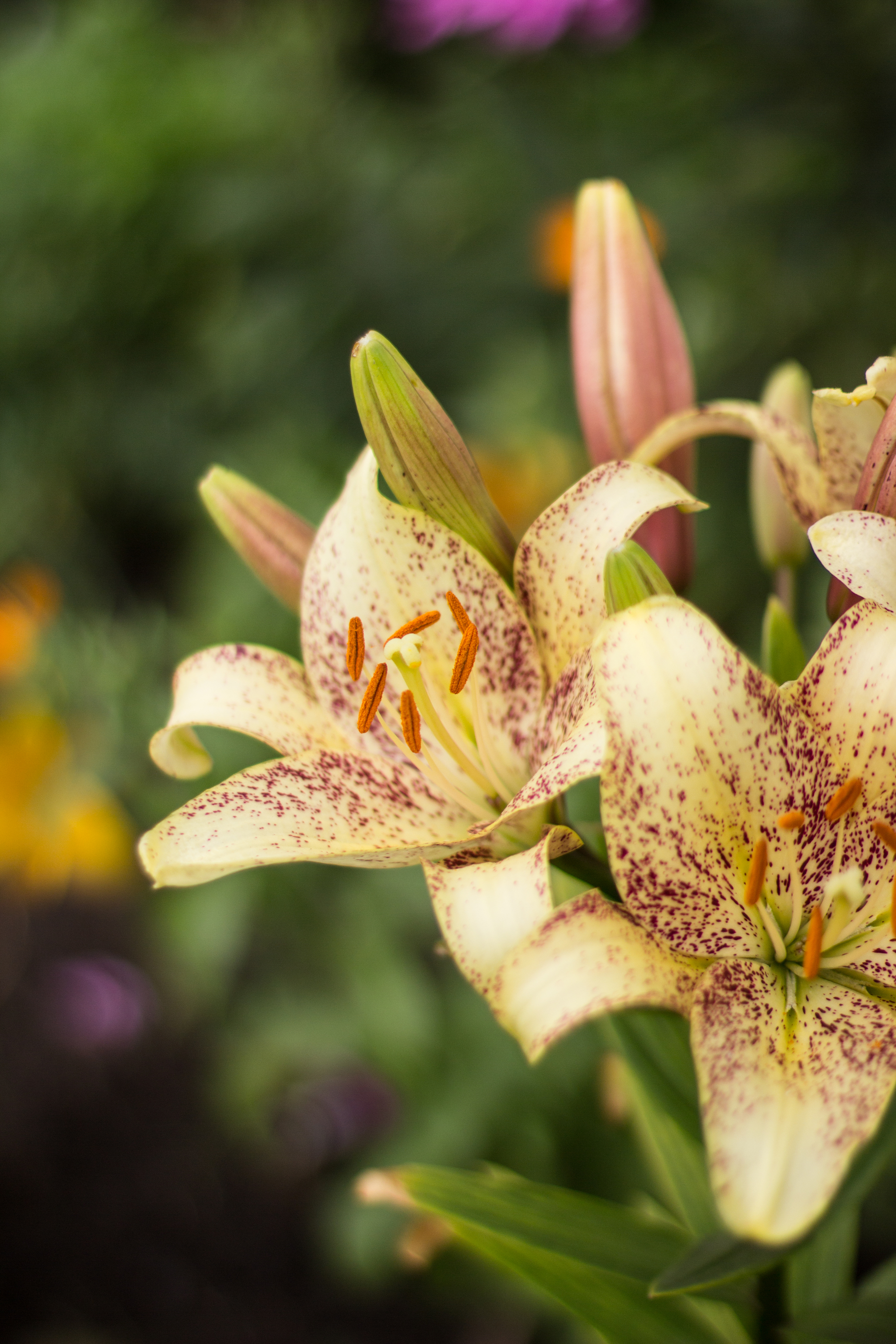 Summer 2019. Lilies. - My, The photo, Lily, Canon 600D, Flowers, Longpost