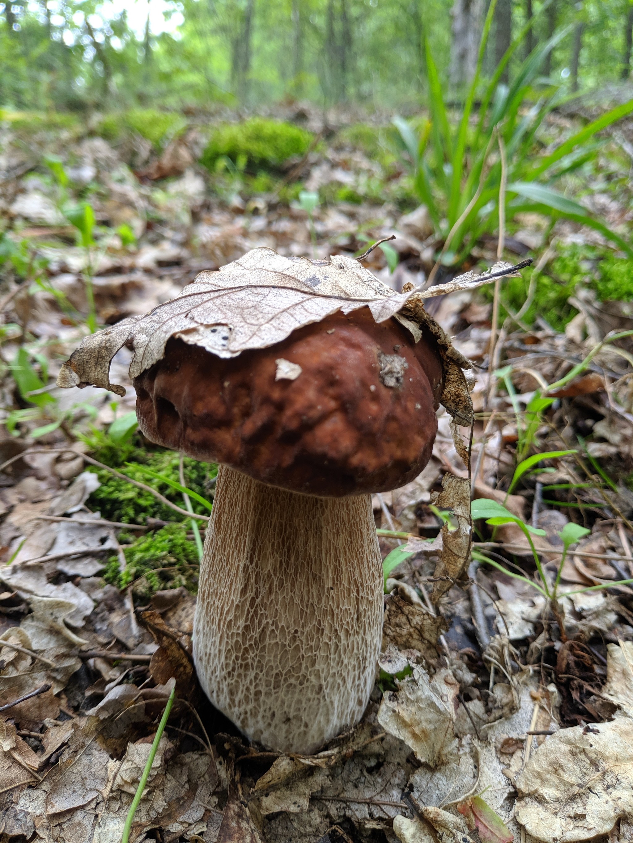 Silent hunt - My, Silent hunt, Mushrooms, Longpost