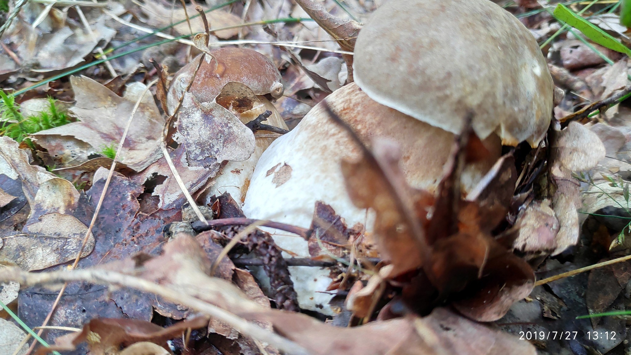 Silent hunt - My, Silent hunt, Mushrooms, Longpost