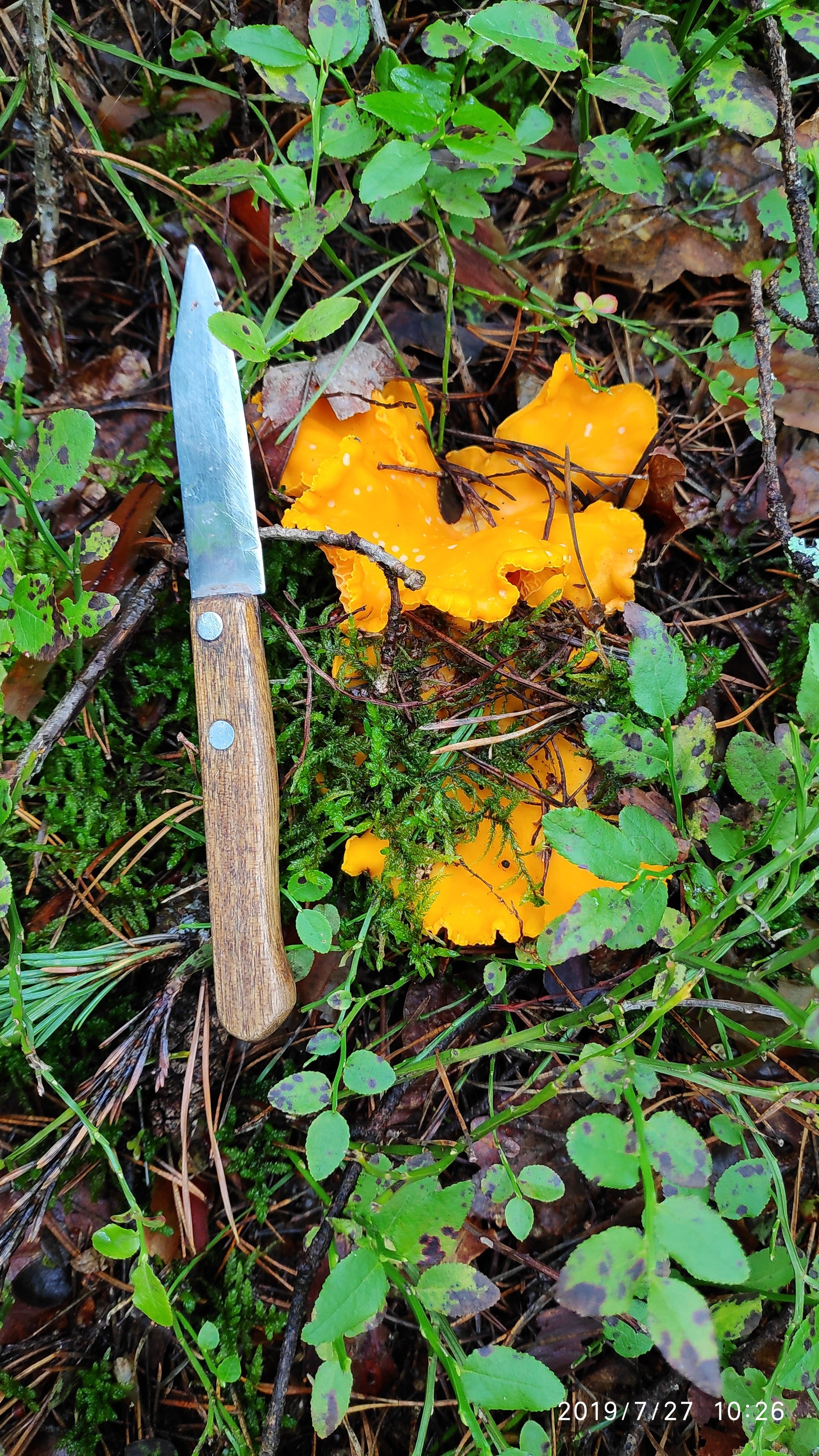 Silent hunt - My, Silent hunt, Mushrooms, Longpost