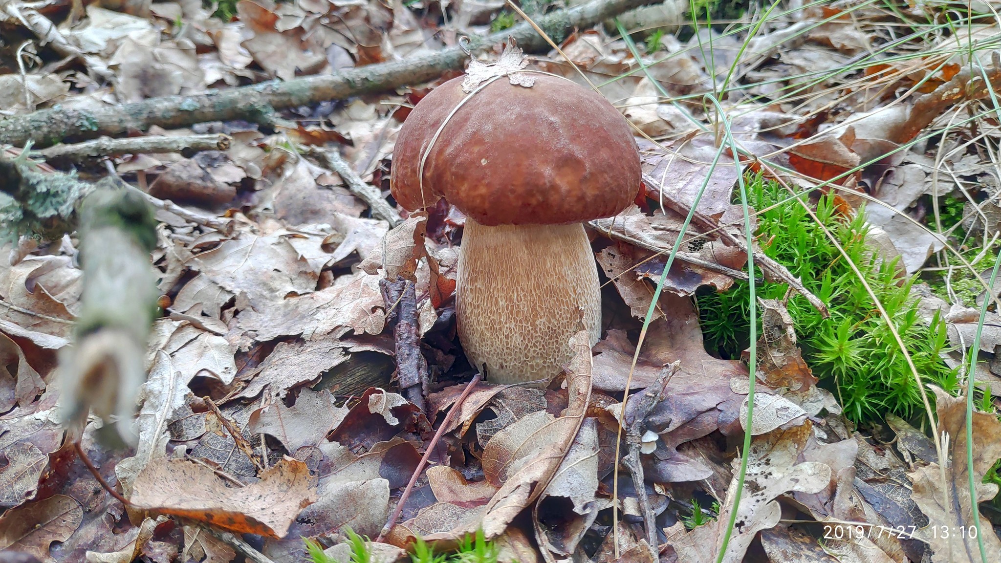 Silent hunt - My, Silent hunt, Mushrooms, Longpost