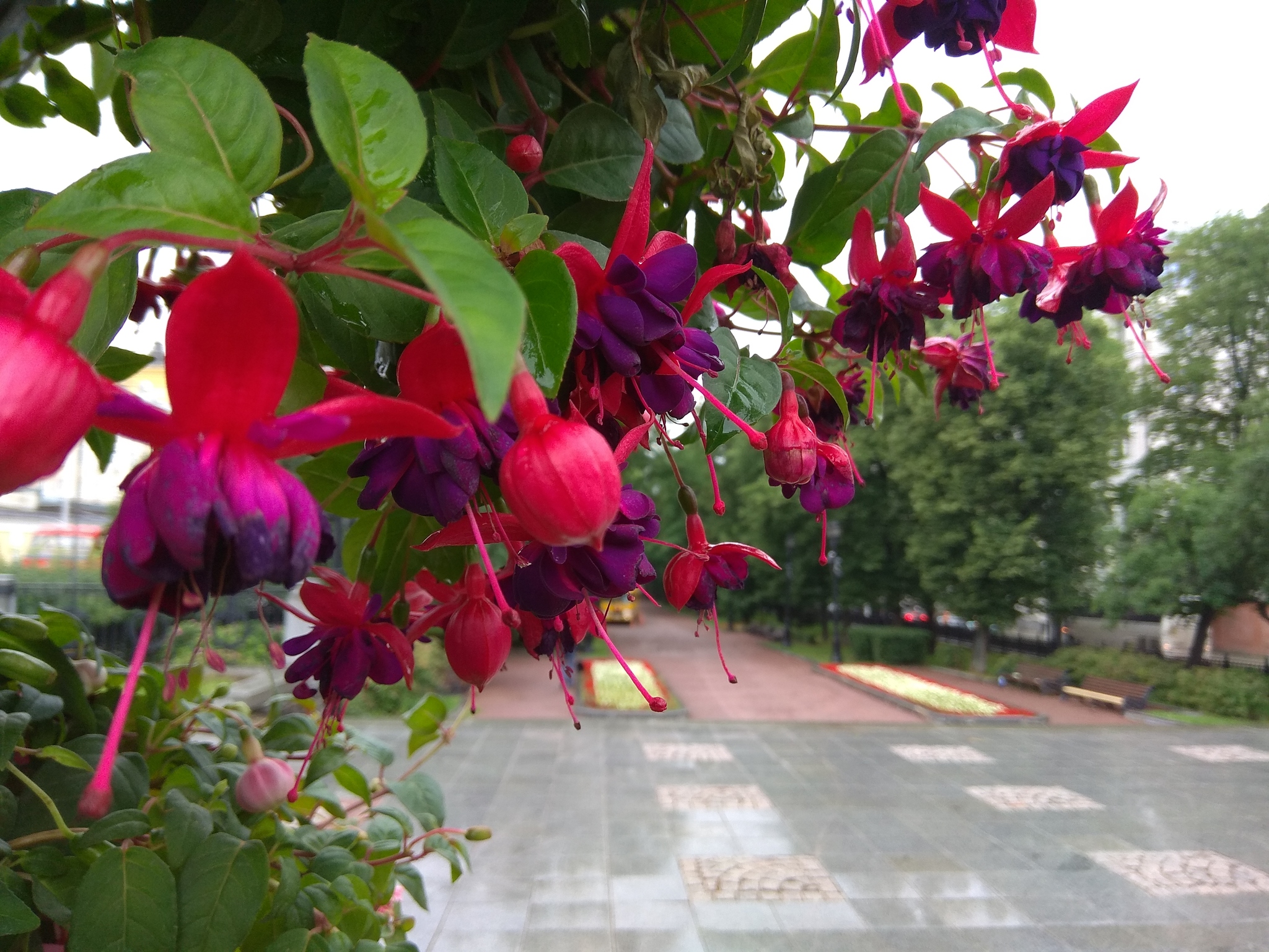 Moscow, flowers - My, Moscow, Flowers, Summer, The photo, Longpost