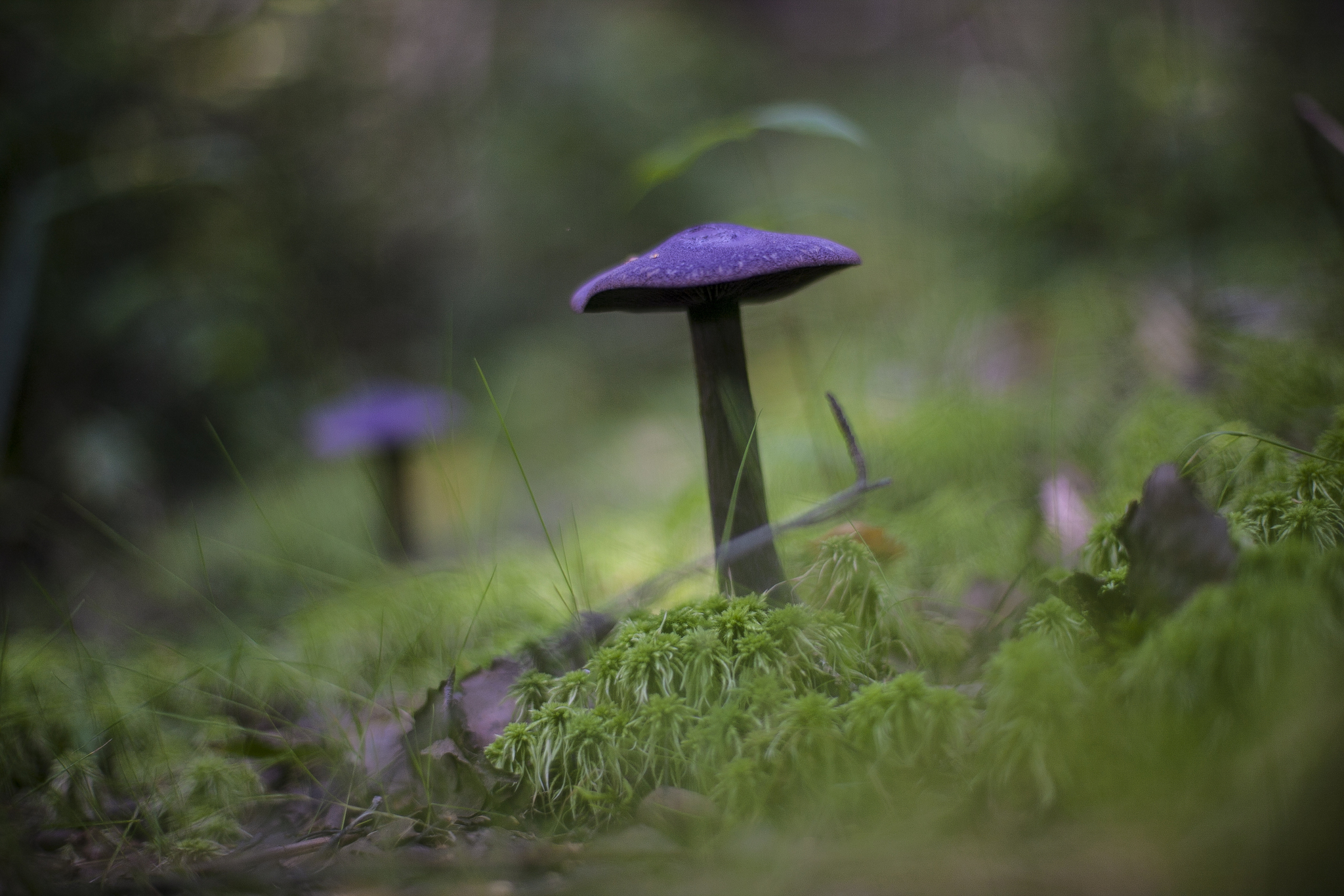 Konakovo: forest, mushrooms, mosquitoes - My, Russia, Konakovo, Mushrooms, Forest, The photo, Longpost