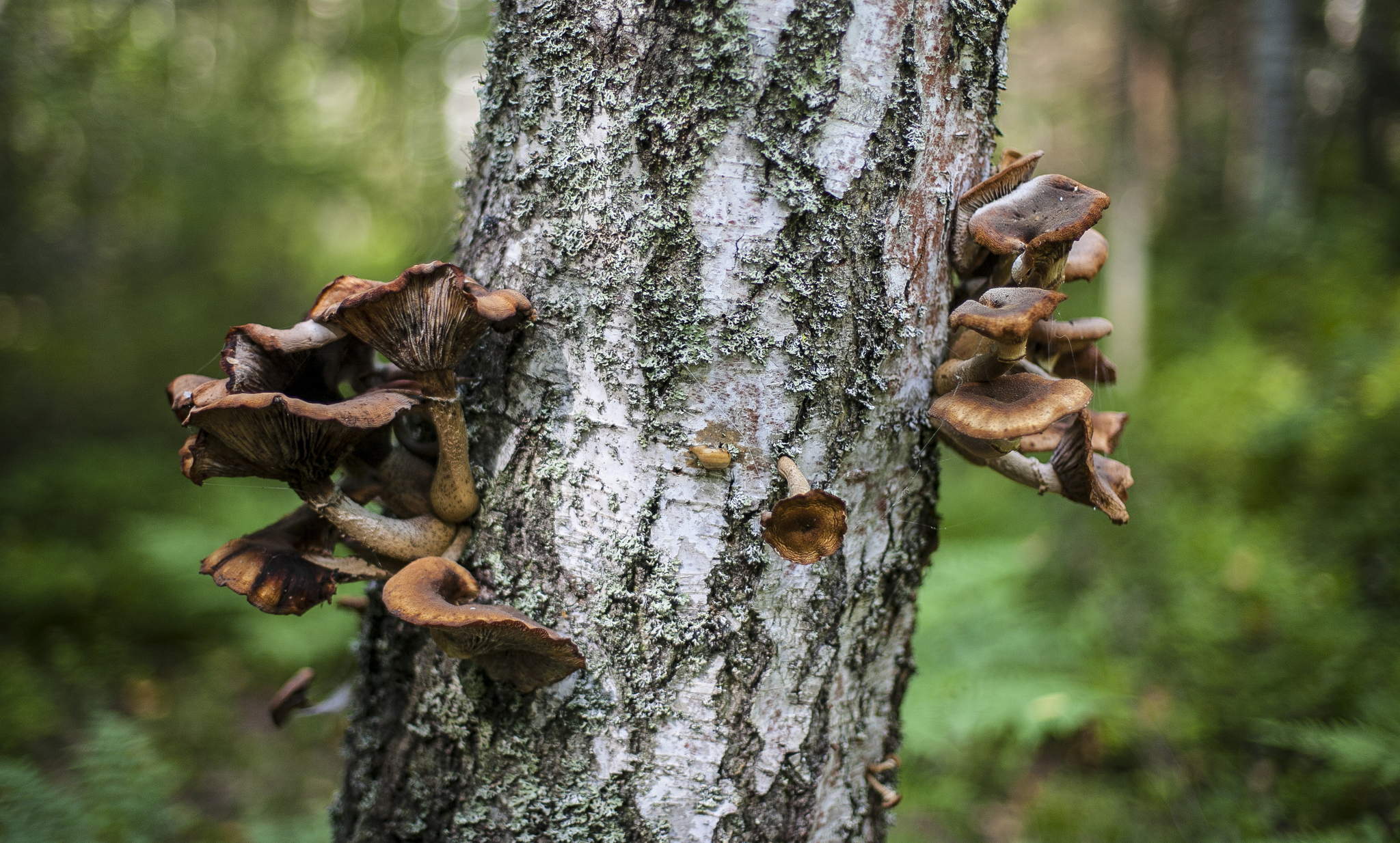 Konakovo: forest, mushrooms, mosquitoes - My, Russia, Konakovo, Mushrooms, Forest, The photo, Longpost