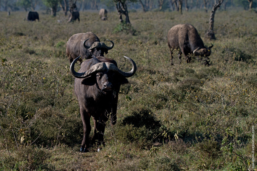 Romanticism and Rhinos - My, The photo, Africa, Kenya, Safari, Animals, wildlife, Longpost