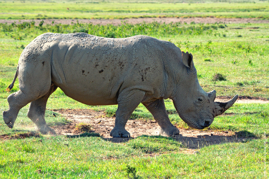 Romanticism and Rhinos - My, The photo, Africa, Kenya, Safari, Animals, wildlife, Longpost