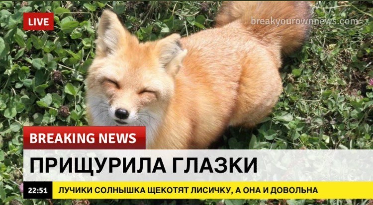 Давненько не было Breaking News - Breaking News, Милота