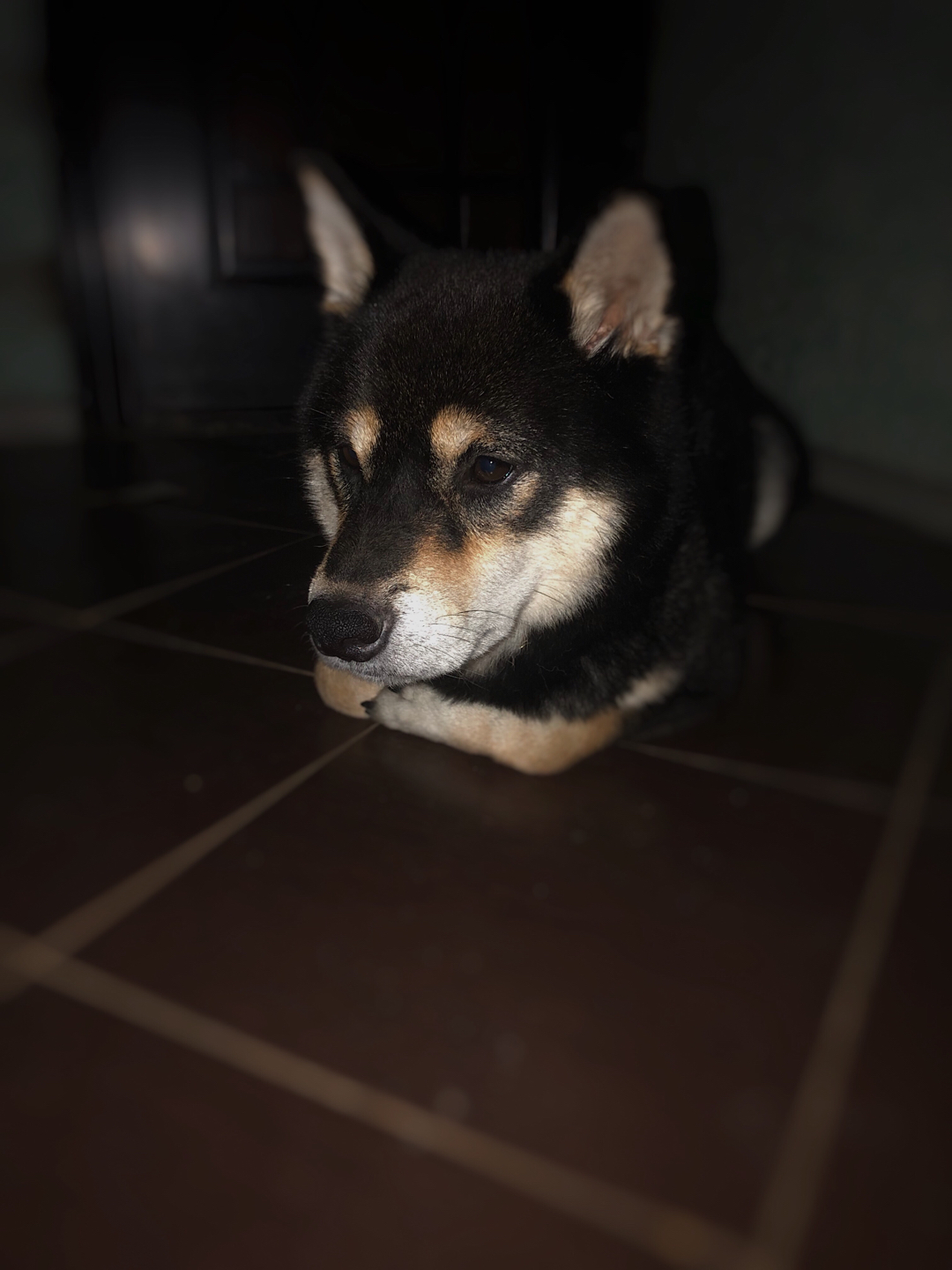 Nothing unusual, just a dog, he considers himself a kitty so much that he even lies as is customary in the cat family - My, Shiba Inu, Dog, Pets, Milota