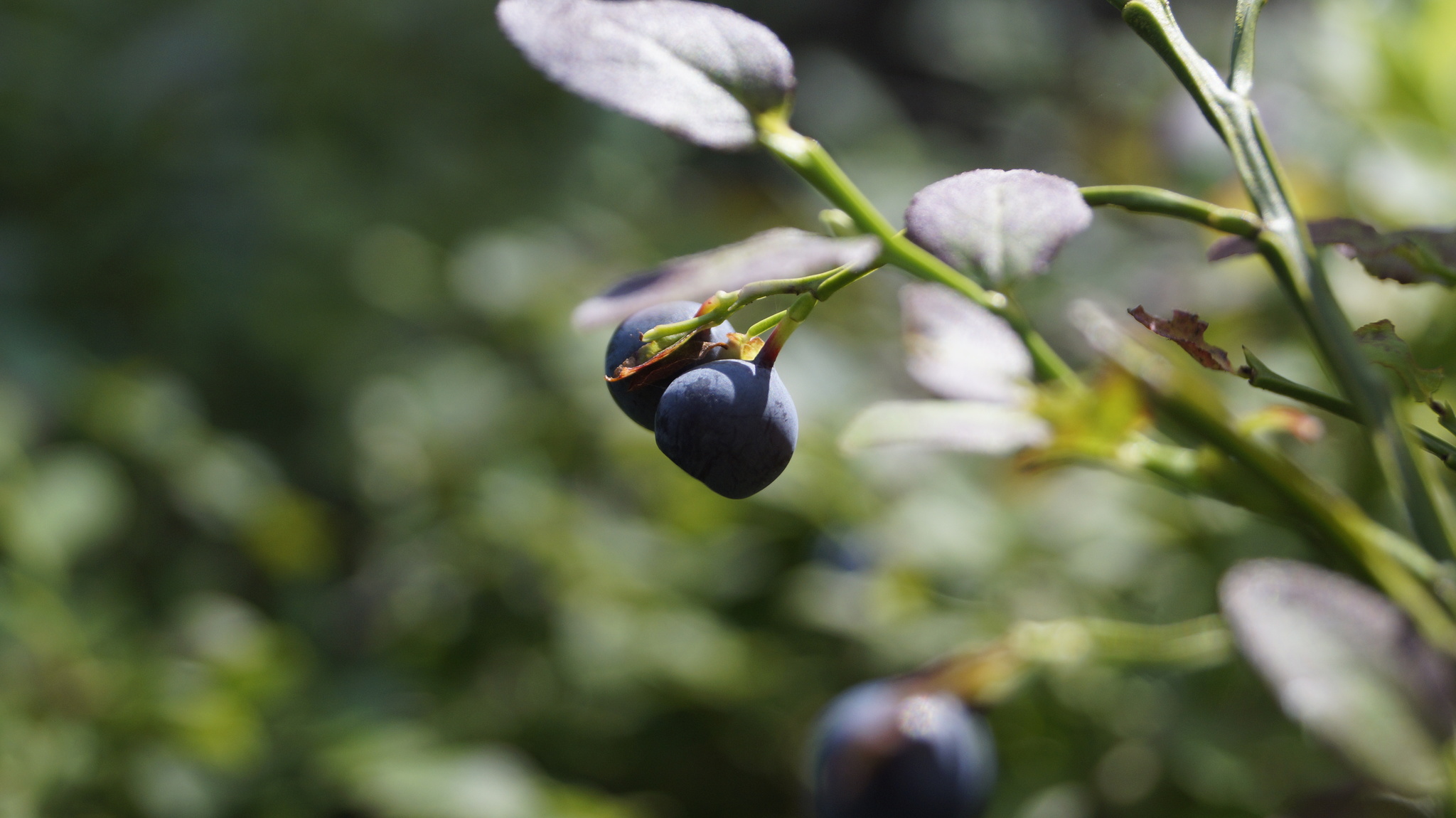 Forest - My, Forest, Mushrooms, Blueberry, The photo