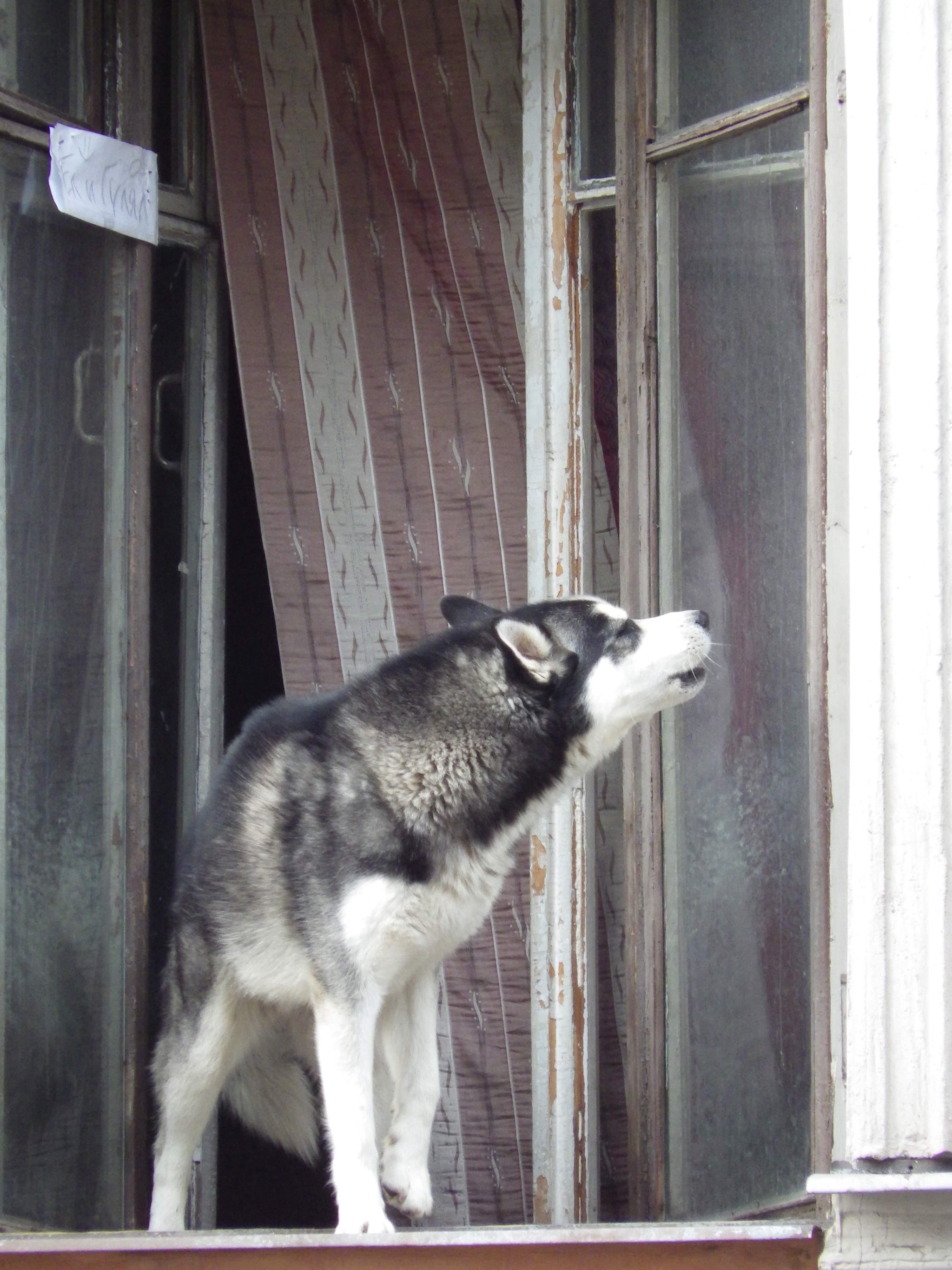 Eating and walking - My, Dog, In the window, The street, Walk, Longpost, Husky