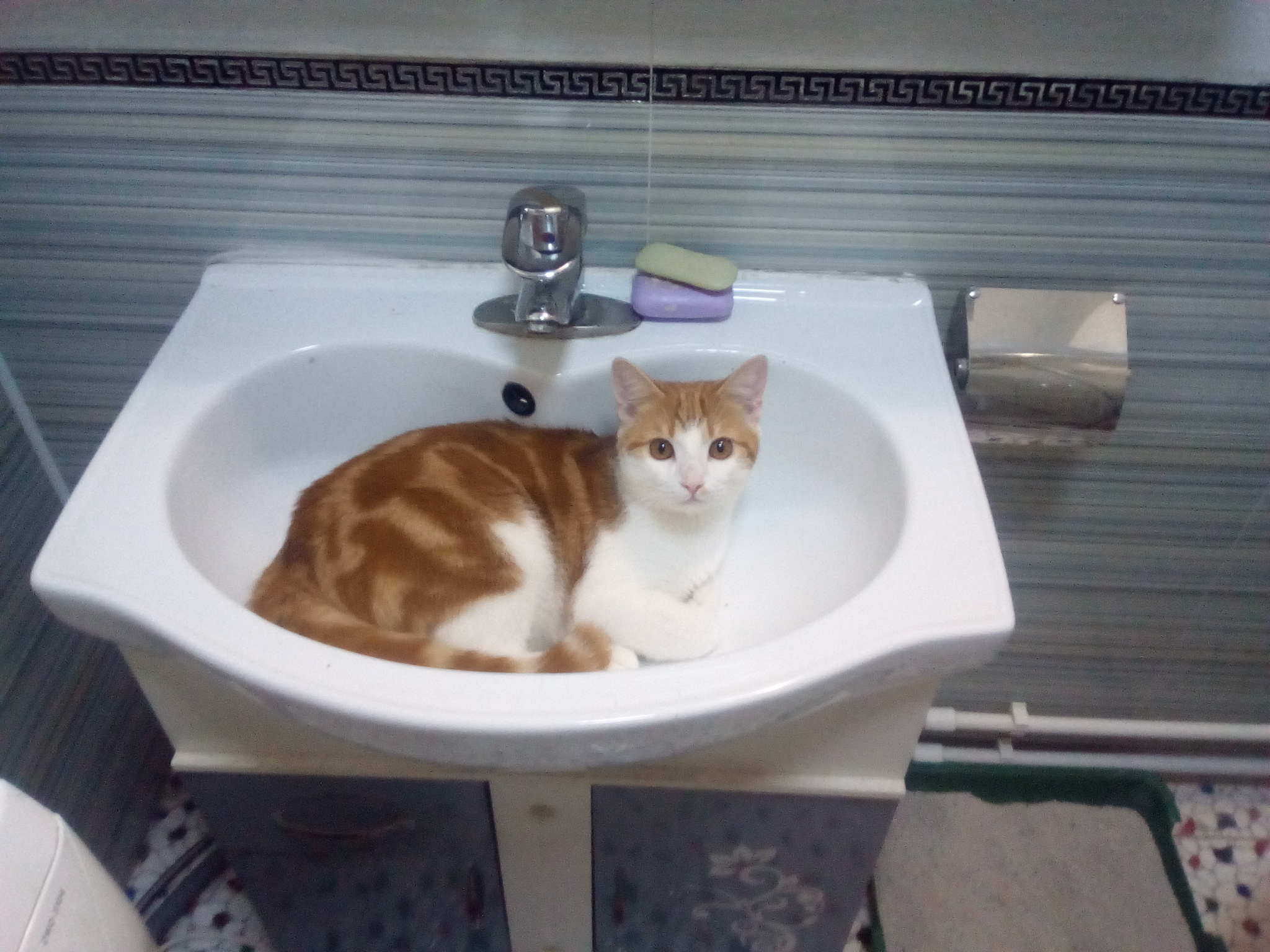 Urgent need to adopt a cat (Vladivostok) - My, Vladivostok, cat, In good hands, Longpost, No rating