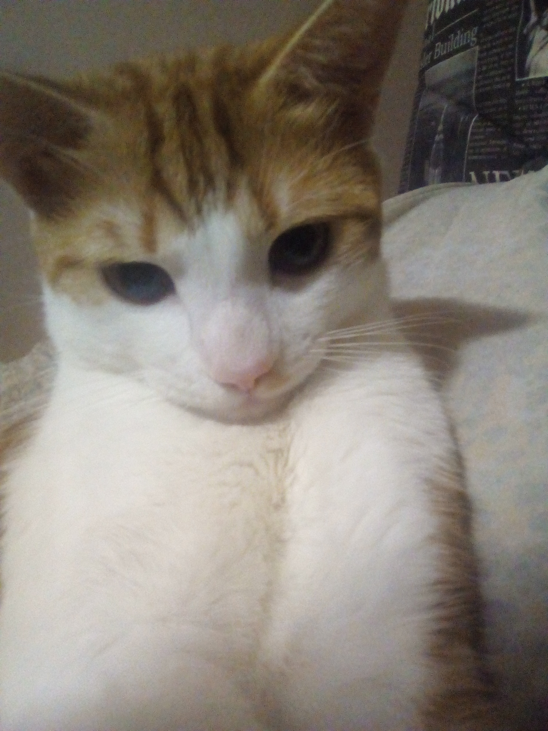 Urgent need to adopt a cat (Vladivostok) - My, Vladivostok, cat, In good hands, Longpost, No rating