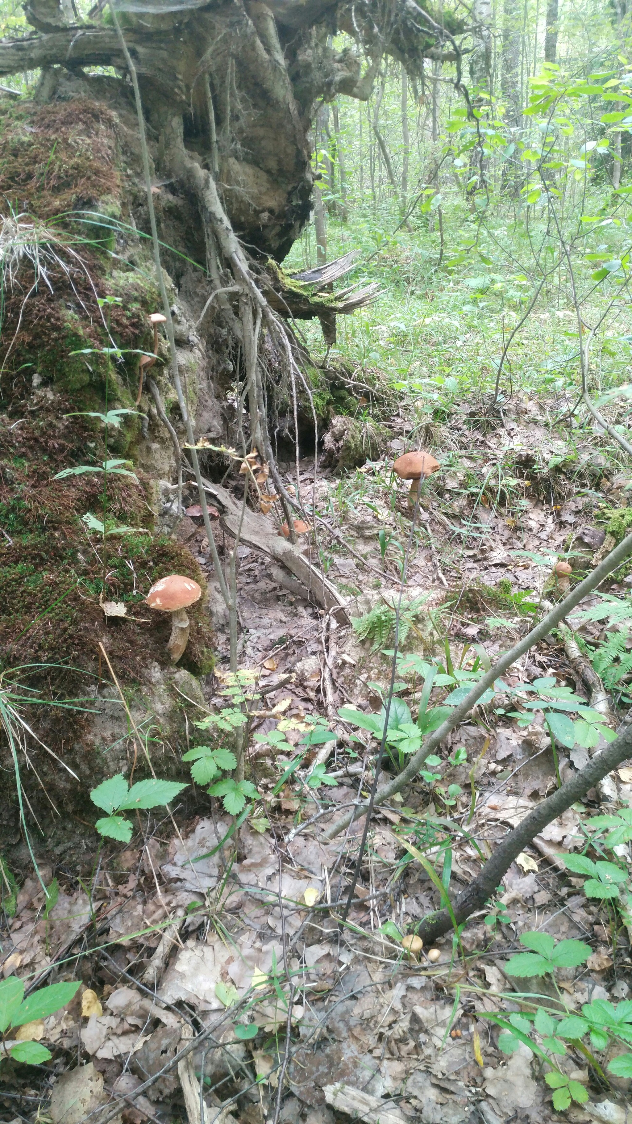 Border of Smolensk and Kaluga regions. - My, Mushrooms, Porcini, Longpost