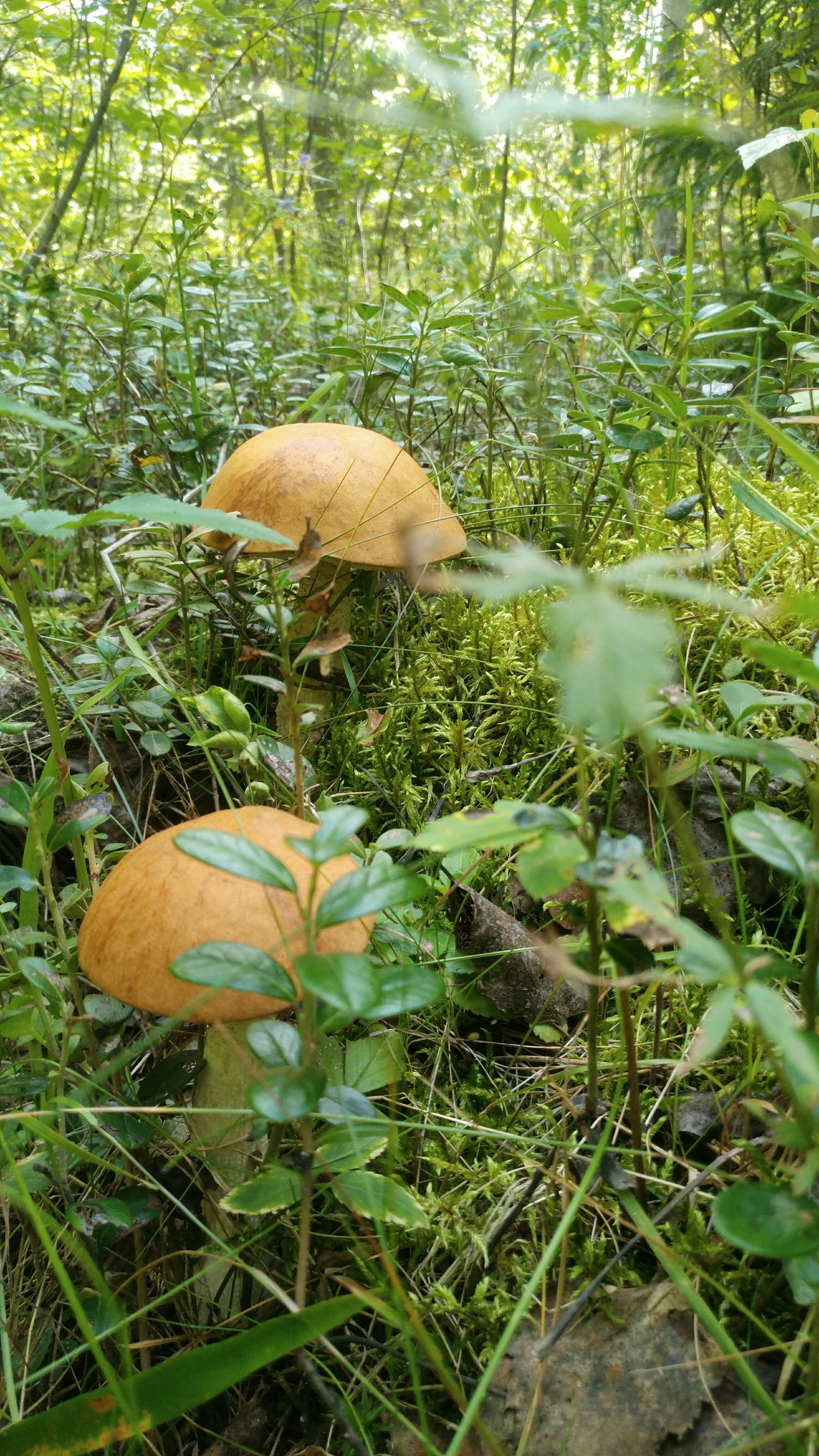 Border of Smolensk and Kaluga regions. - My, Mushrooms, Porcini, Longpost