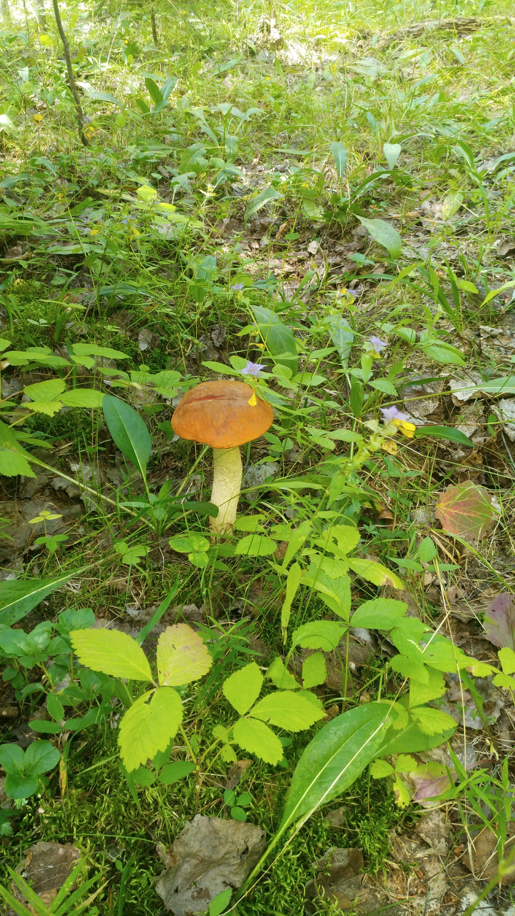 Border of Smolensk and Kaluga regions. - My, Mushrooms, Porcini, Longpost