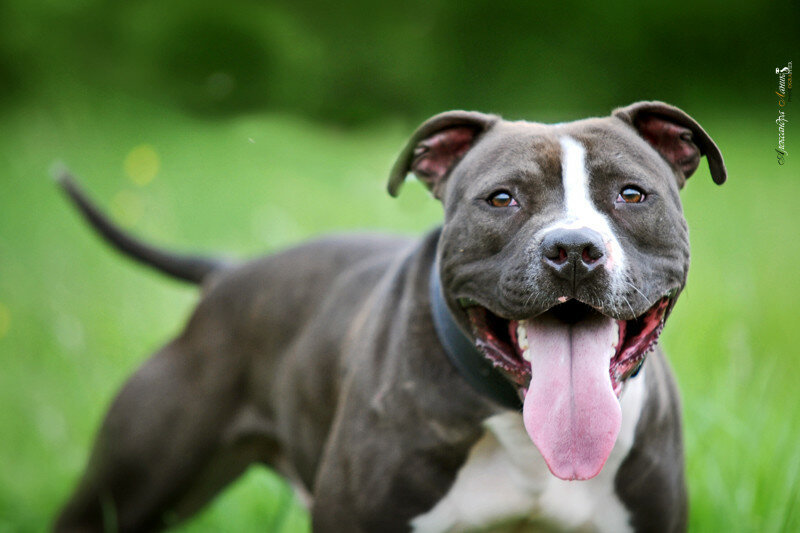 How to tame a pit bull. 459 days later - My, Dog, Patience, Humility, Adoption, Longpost