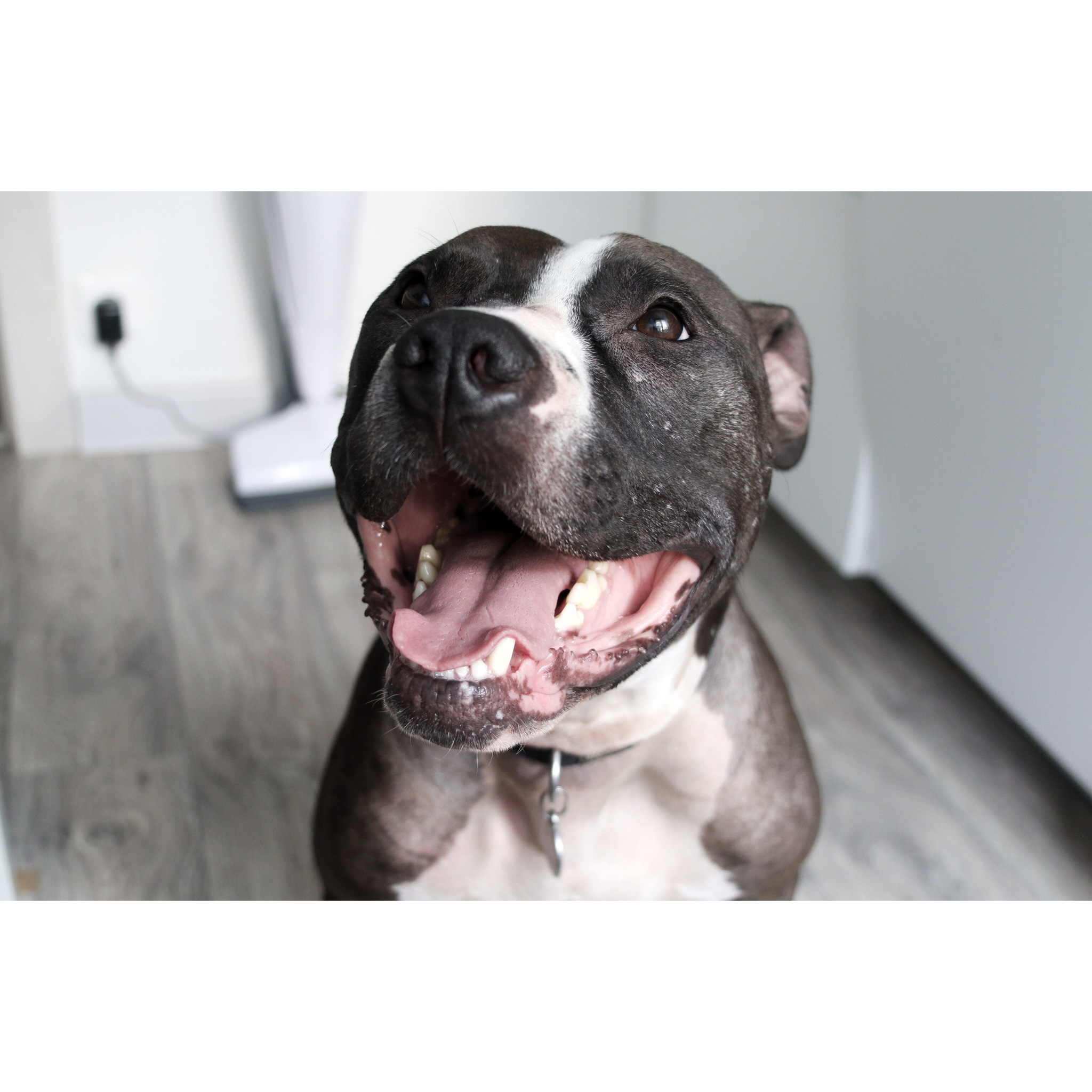 How to tame a pit bull. 459 days later - My, Dog, Patience, Humility, Adoption, Longpost