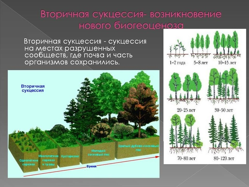 Примерами естественной смены экосистем являются. Экологическая сукцессия первичная сукцессия вторичная сукцессия. Фазы экологической сукцессии. Сукцессия смешанного леса. Вторичная экологическая сукцессия.