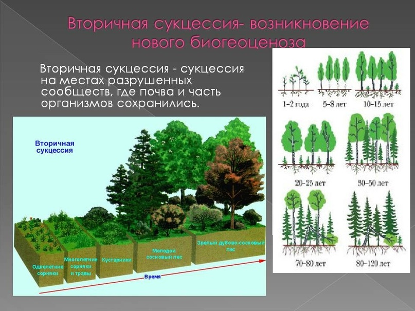 Естественная смена экосистемы в процессе развития сообщества. Вторичная экологическая сукцессия. Этапы вторичной сукцессии. Сукцессия после пожара в лесу. Вторичной (восстановительной) сукцессии.