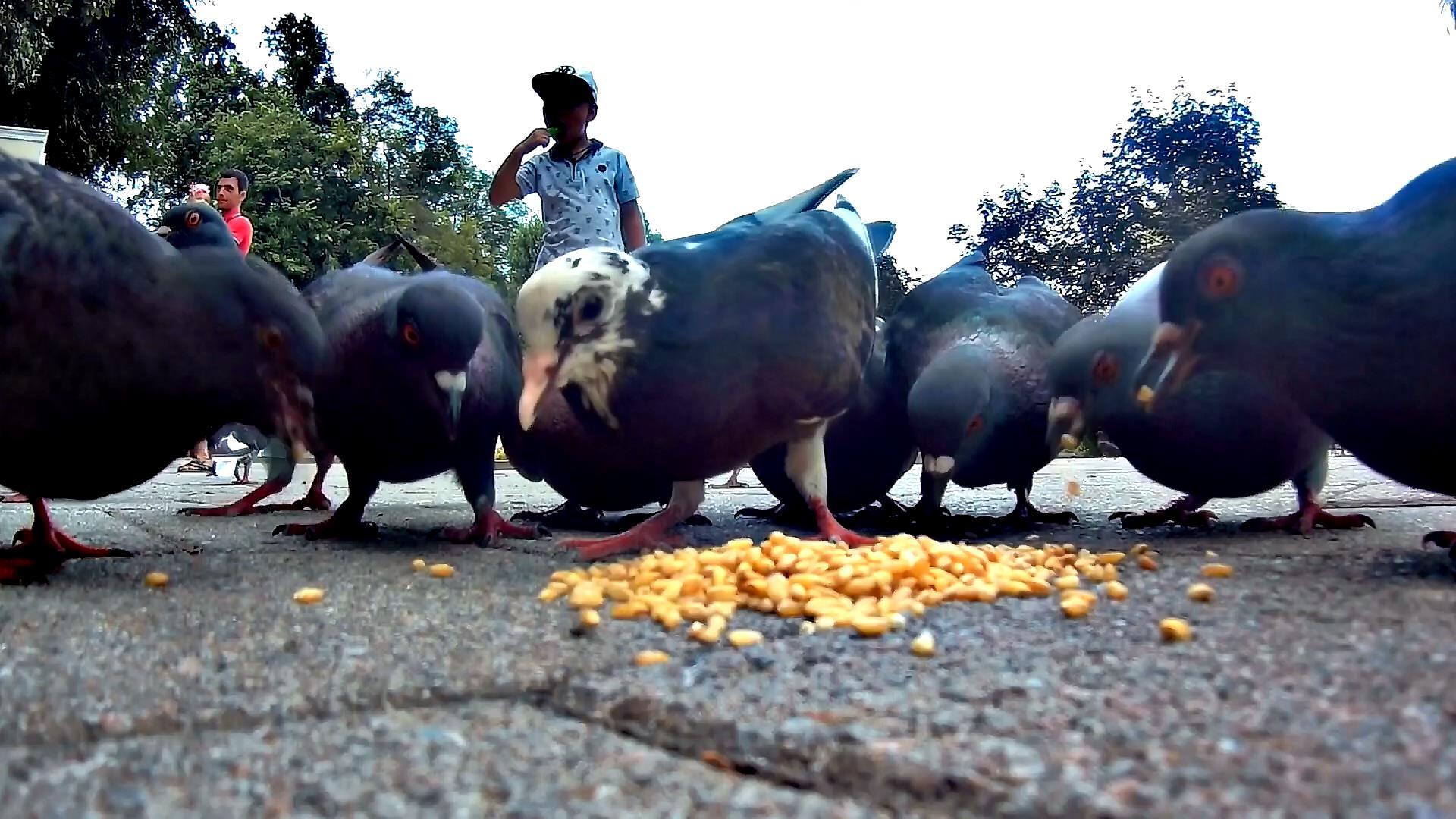 PIGEONS - NICHRENA IS NOT THE BIRDS OF THE WORLD!!!! - My, Anapa, Action camera, Pigeon, Nature, Food, Video